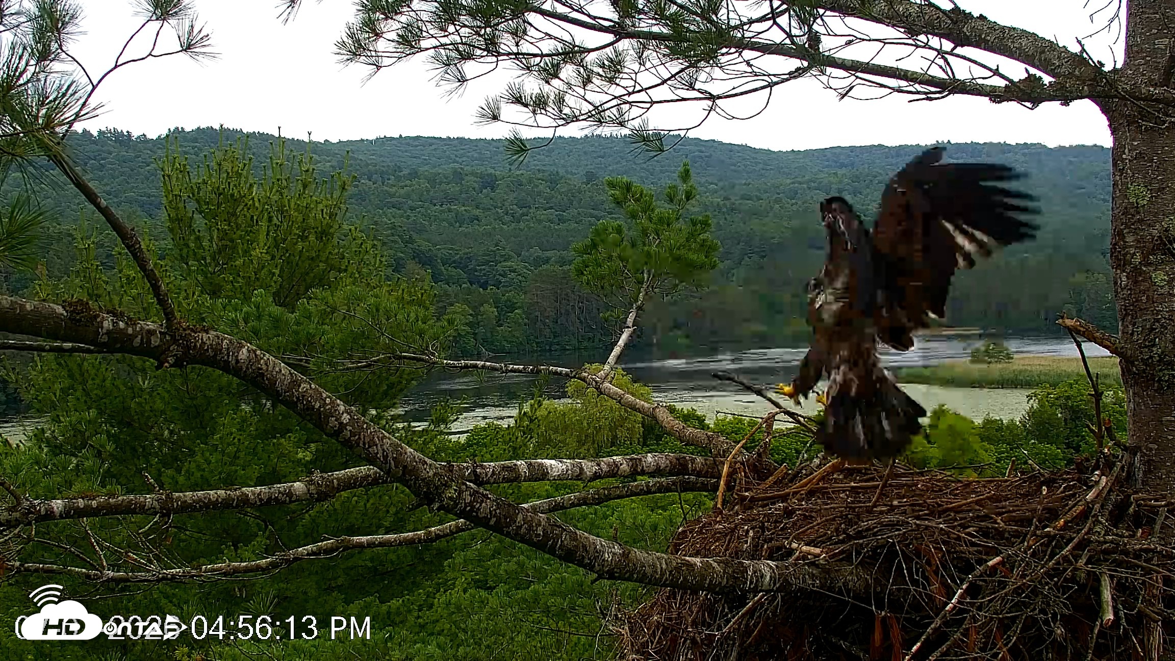 Snapshot of VINS Bald Eagles Nest Live Cams taken Jul 7, 2026, 4:57pm EDT