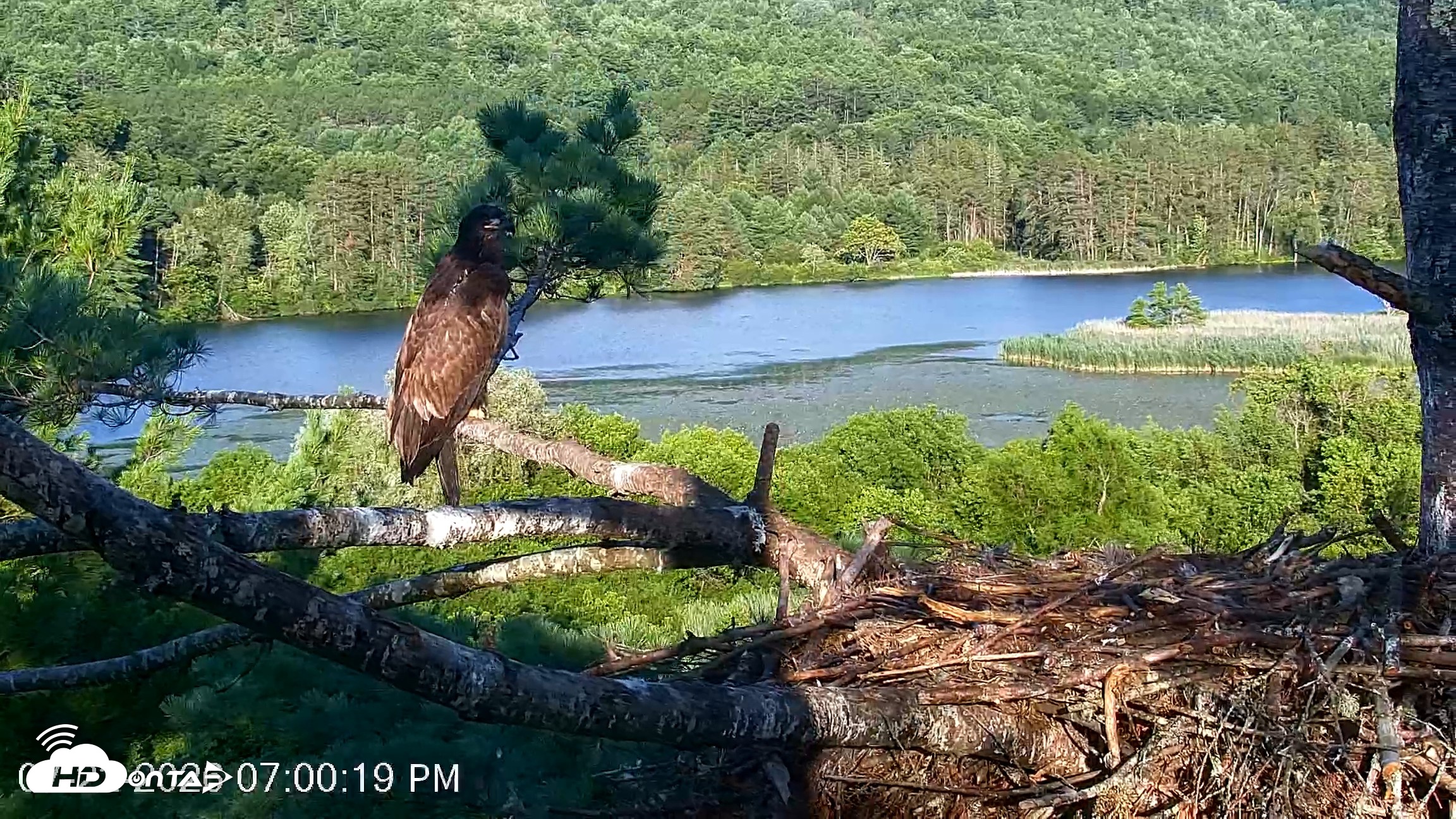 Snapshot of VINS Bald Eagles Nest Live Cams taken Jul 22, 2026, 7:01pm EDT