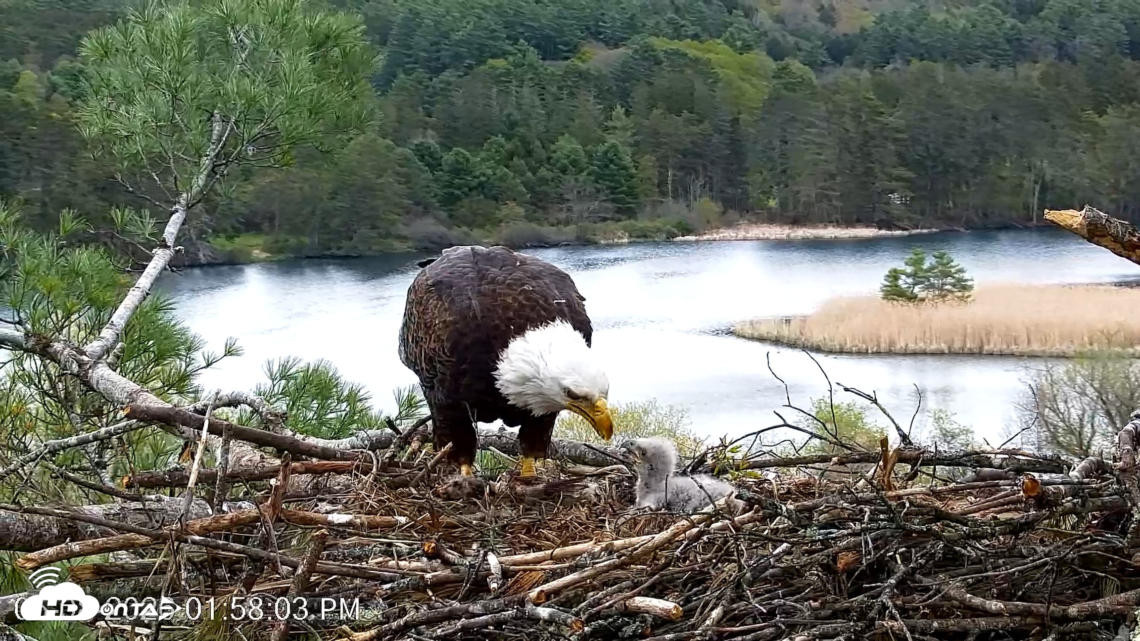 Snapshot of VINS Bald Eagles Nest Live Cams taken May 8, 2026, 1:58pm EDT