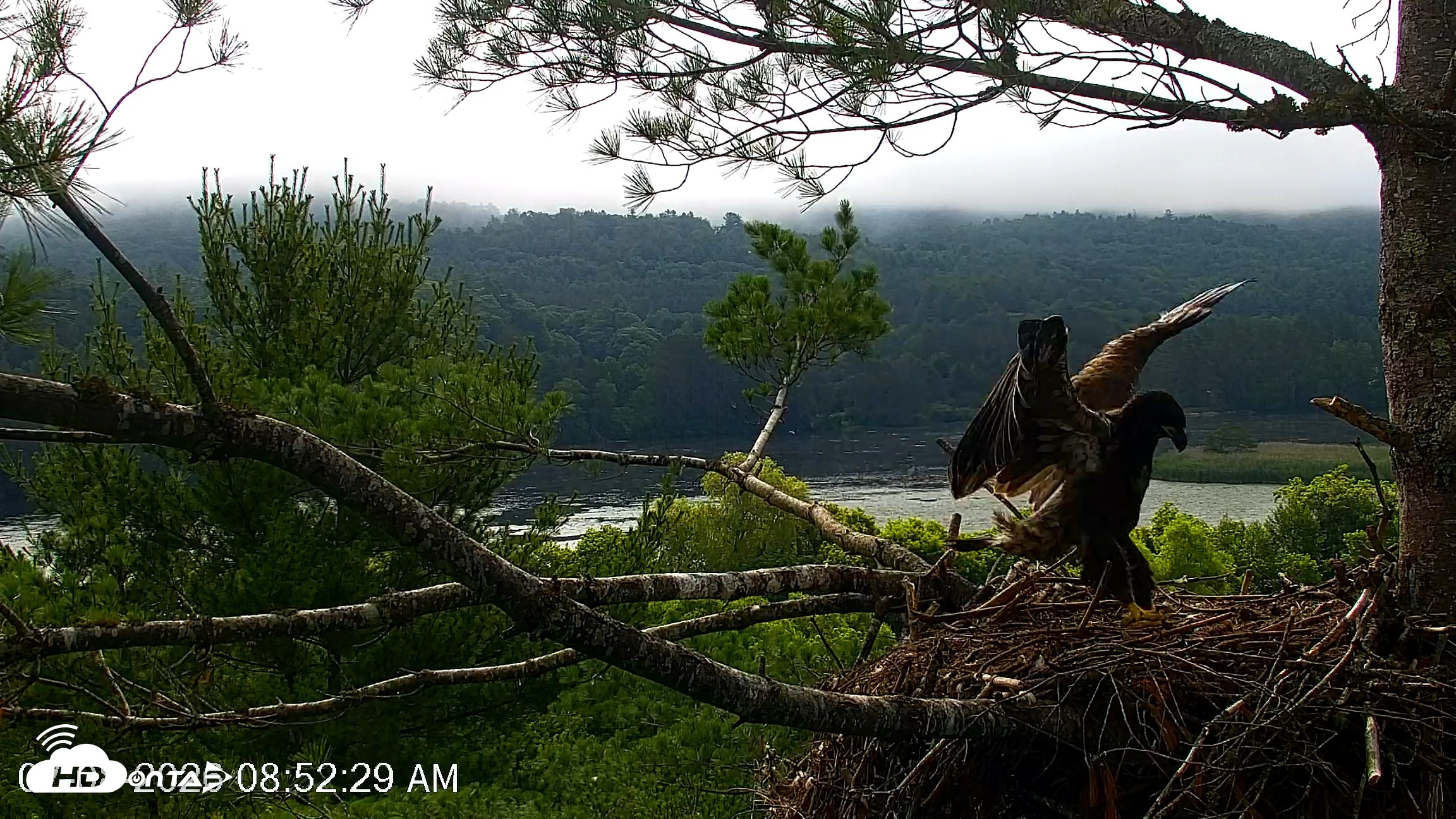 Snapshot of VINS Bald Eagles Nest Live Cams taken Jul 8, 2026, 8:53am EDT