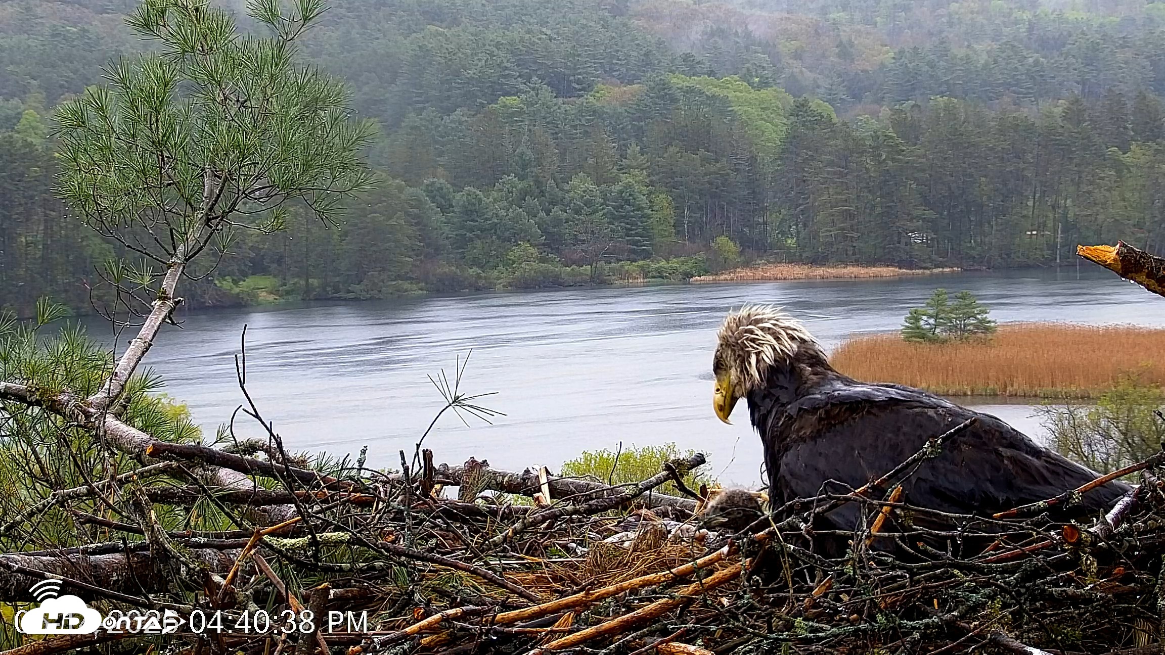 Snapshot of VINS Bald Eagles Nest Live Cams taken May 14, 2026, 4:41pm EDT