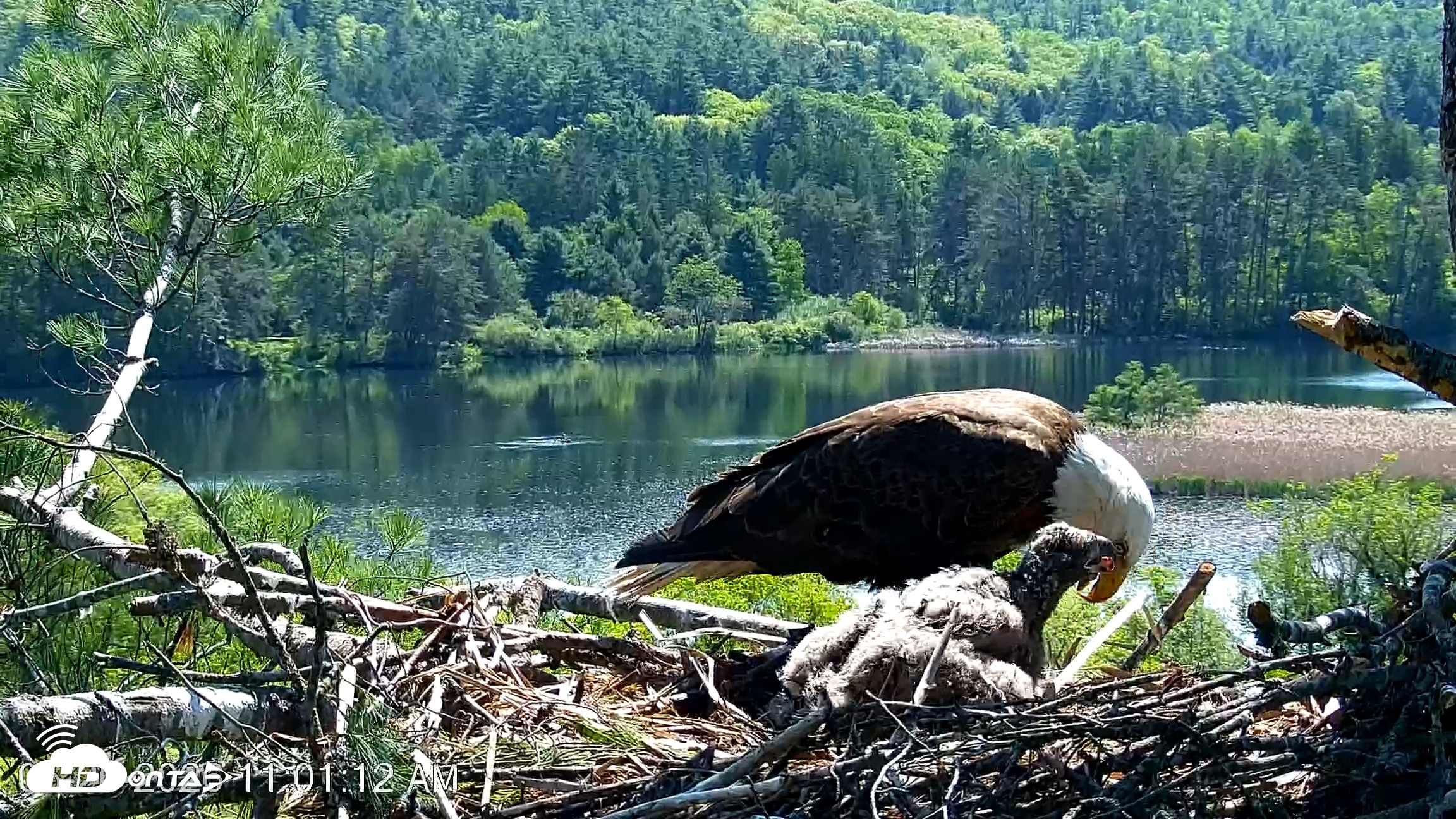 Snapshot of VINS Bald Eagles Nest Live Cams taken May 26, 2026, 11:02am EDT