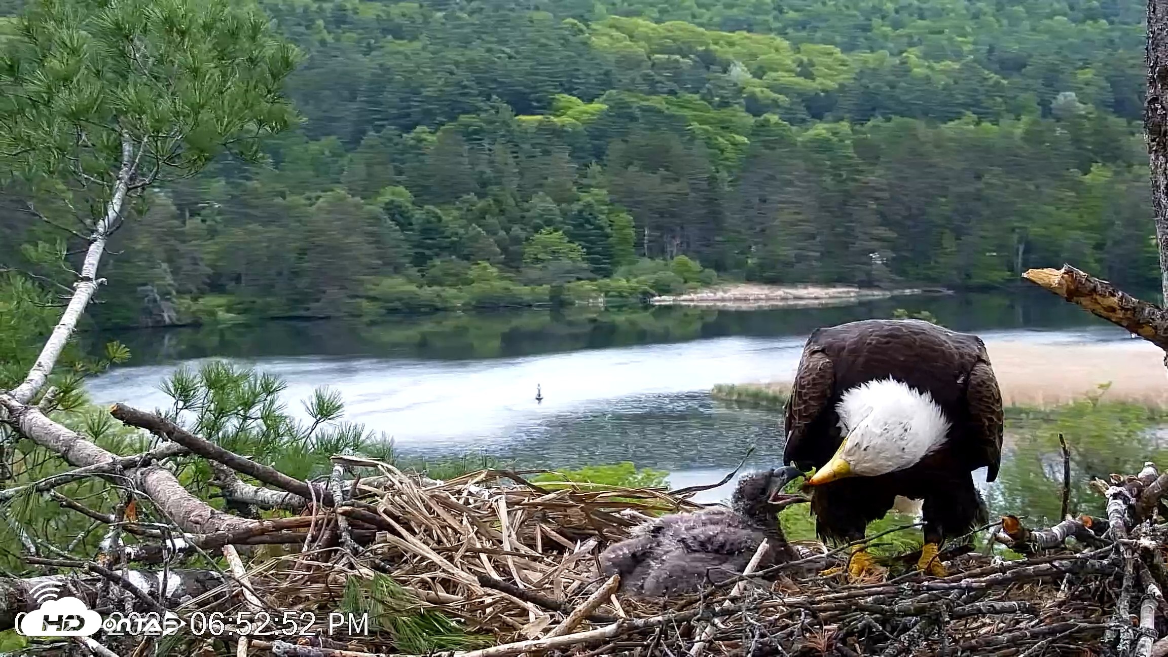 Snapshot of VINS Bald Eagles Nest Live Cams taken May 23, 2026, 6:53pm EDT
