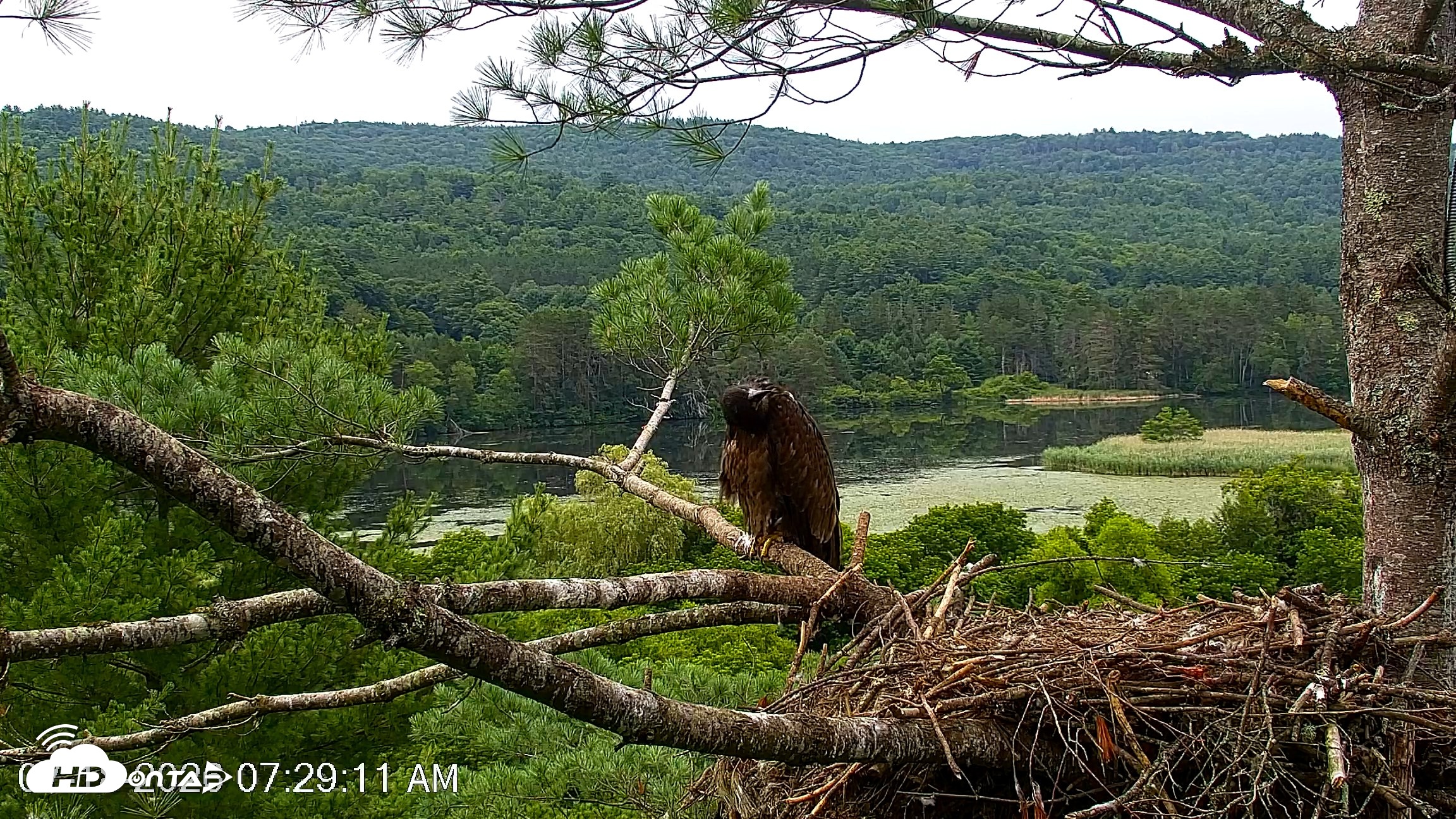 Snapshot of VINS Bald Eagles Nest Live Cams taken Jul 18, 2026, 7:30am EDT