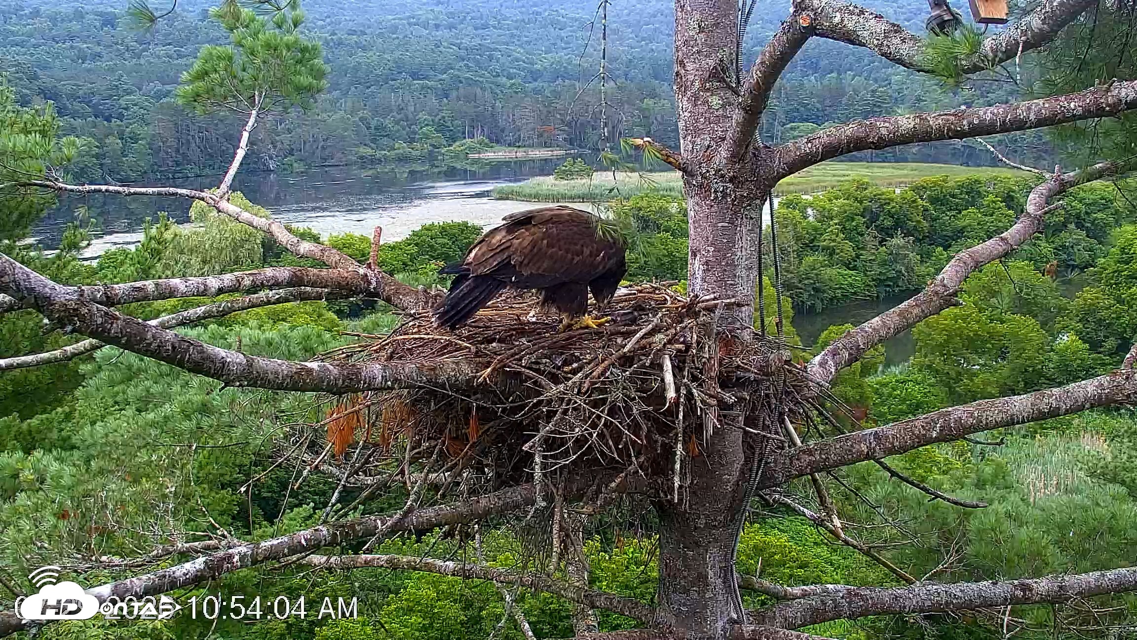 Snapshot of VINS Bald Eagles Nest Live Cams taken Jul 29, 2026, 10:56am EDT