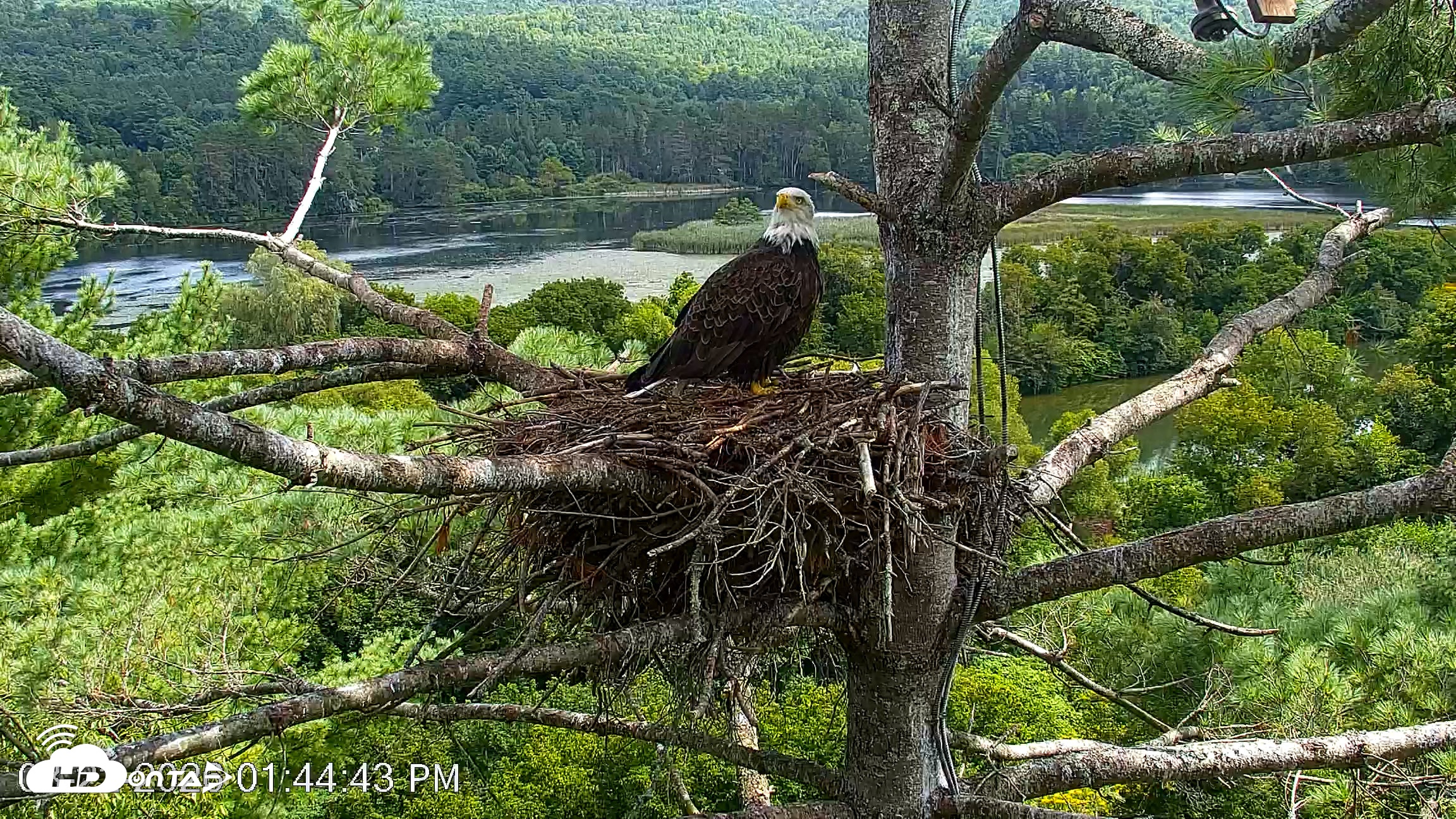 Snapshot of VINS Bald Eagles Nest Live Cams taken Aug 22, 2026, 1:45pm EDT