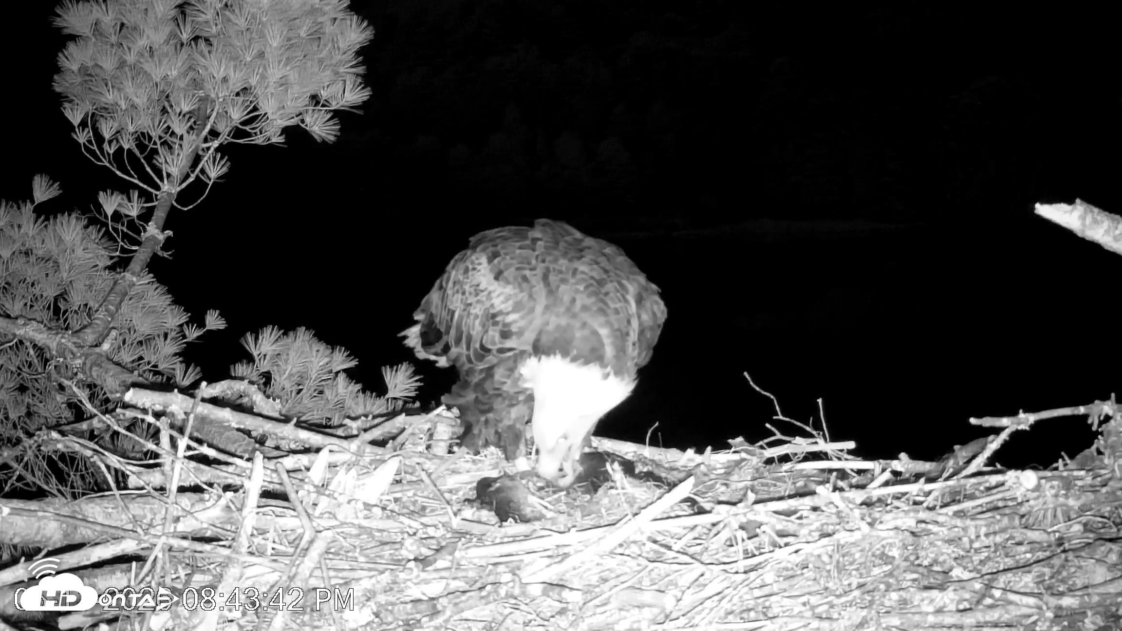 Snapshot of VINS Bald Eagles Nest Live Cams taken May 11, 2026, 8:44pm EDT