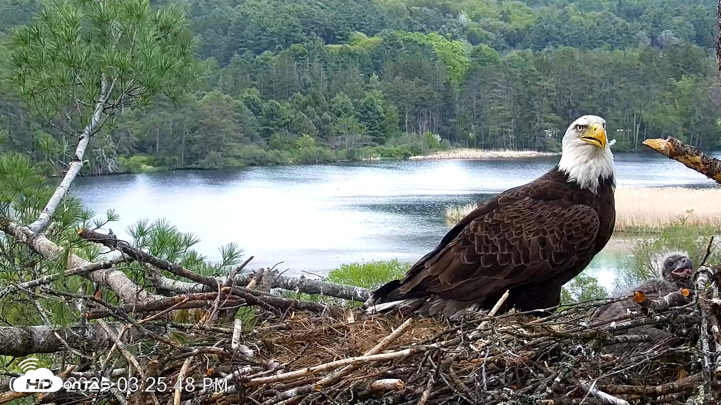 Snapshot of VINS Bald Eagles Nest Live Cams taken May 19, 2026, 3:27pm EDT
