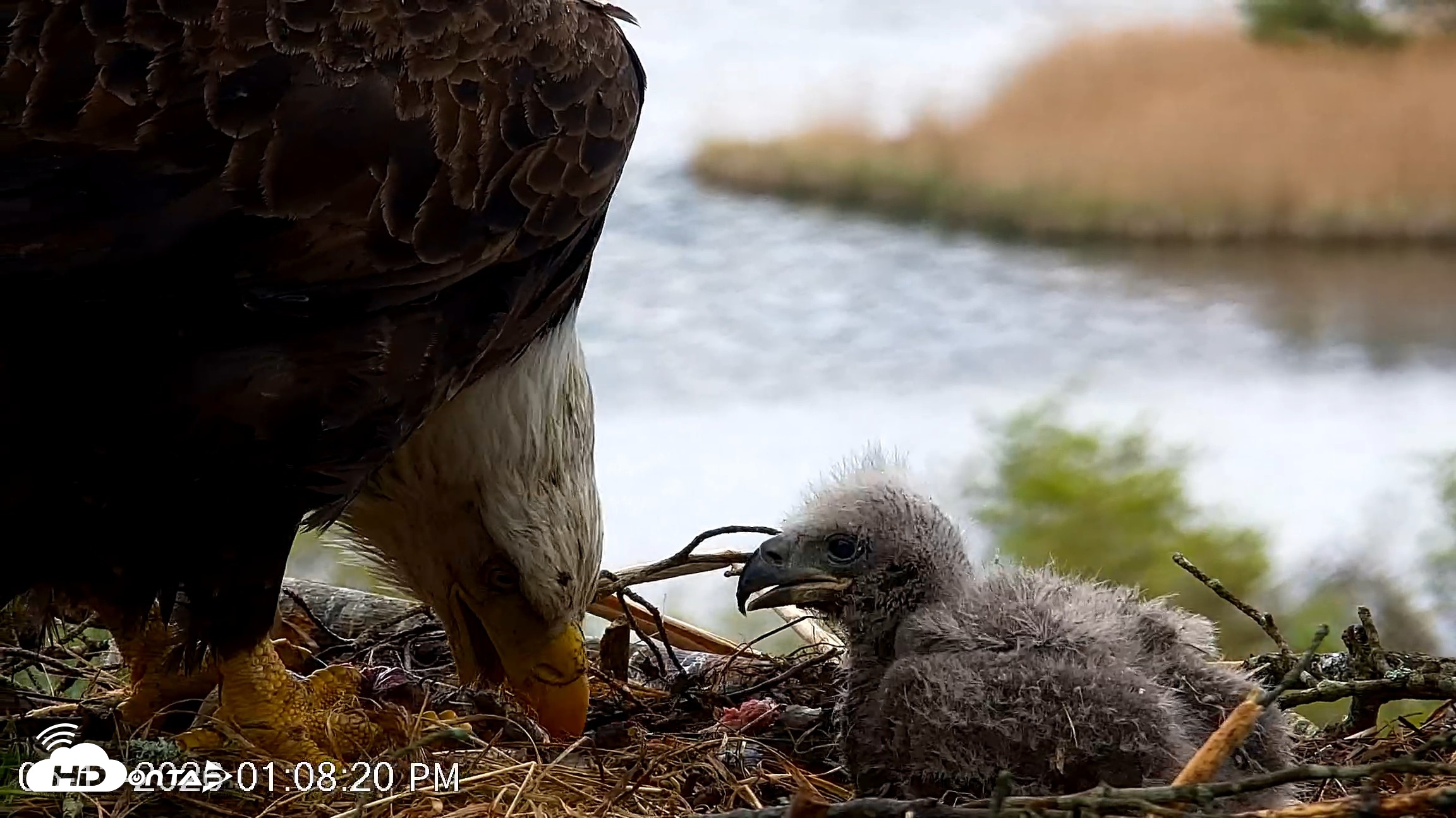 Snapshot of VINS Bald Eagles Nest Live Cams taken May 13, 2026, 1:09pm EDT