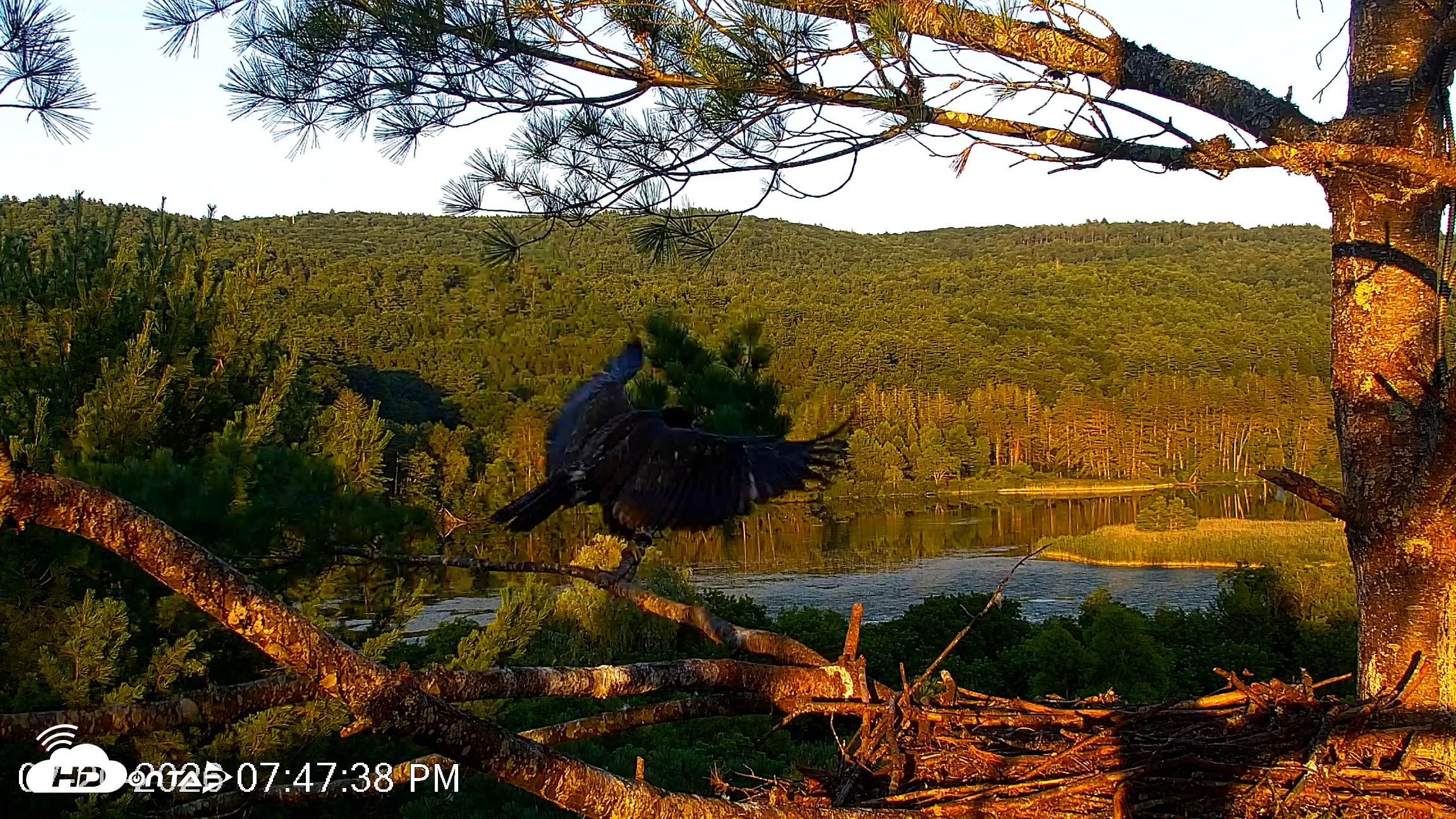 Snapshot of VINS Bald Eagles Nest Live Cams taken Jul 20, 2026, 7:48pm EDT