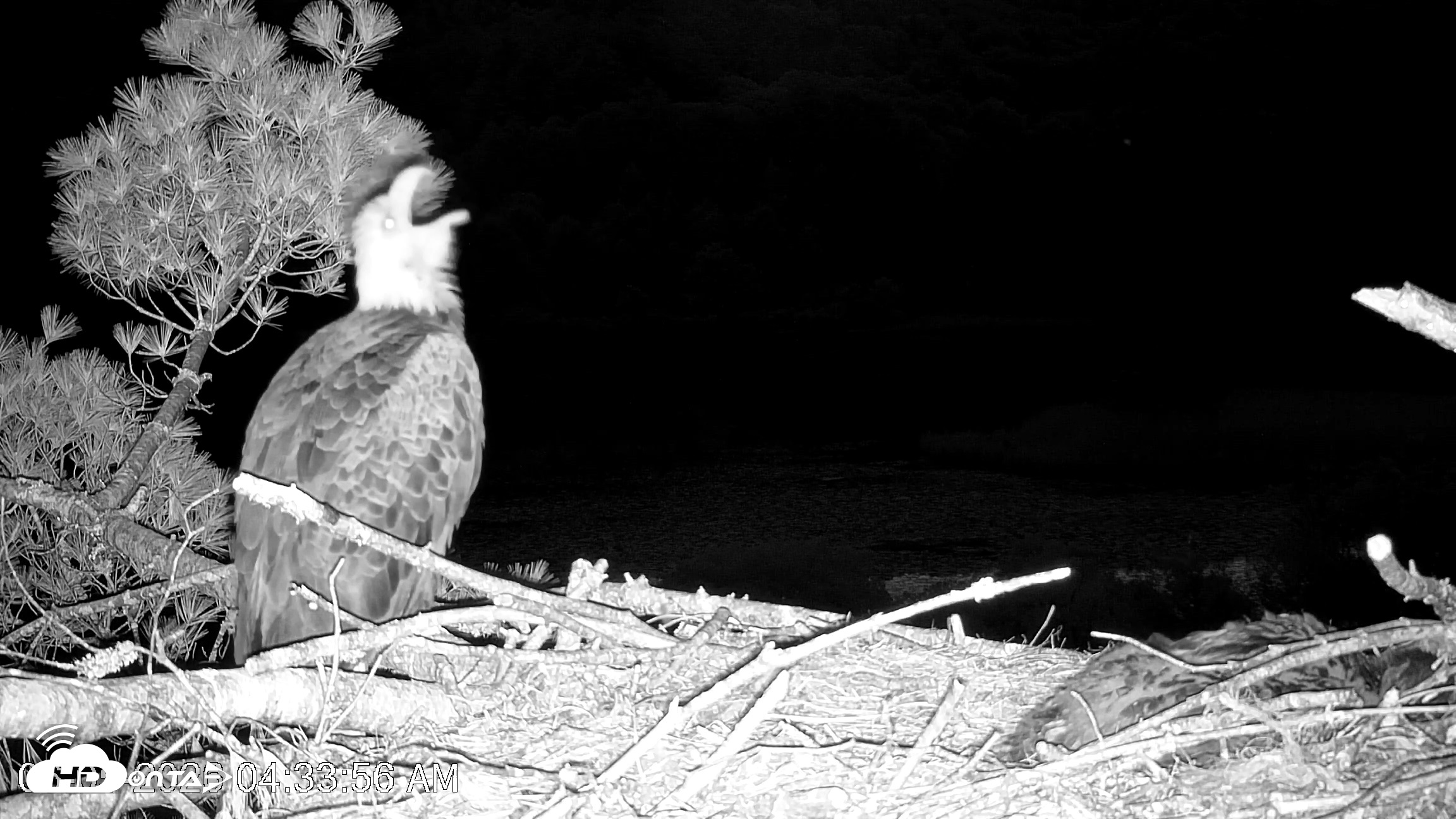 Snapshot of VINS Bald Eagles Nest Live Cams taken Jun 5, 2026, 4:34am EDT
