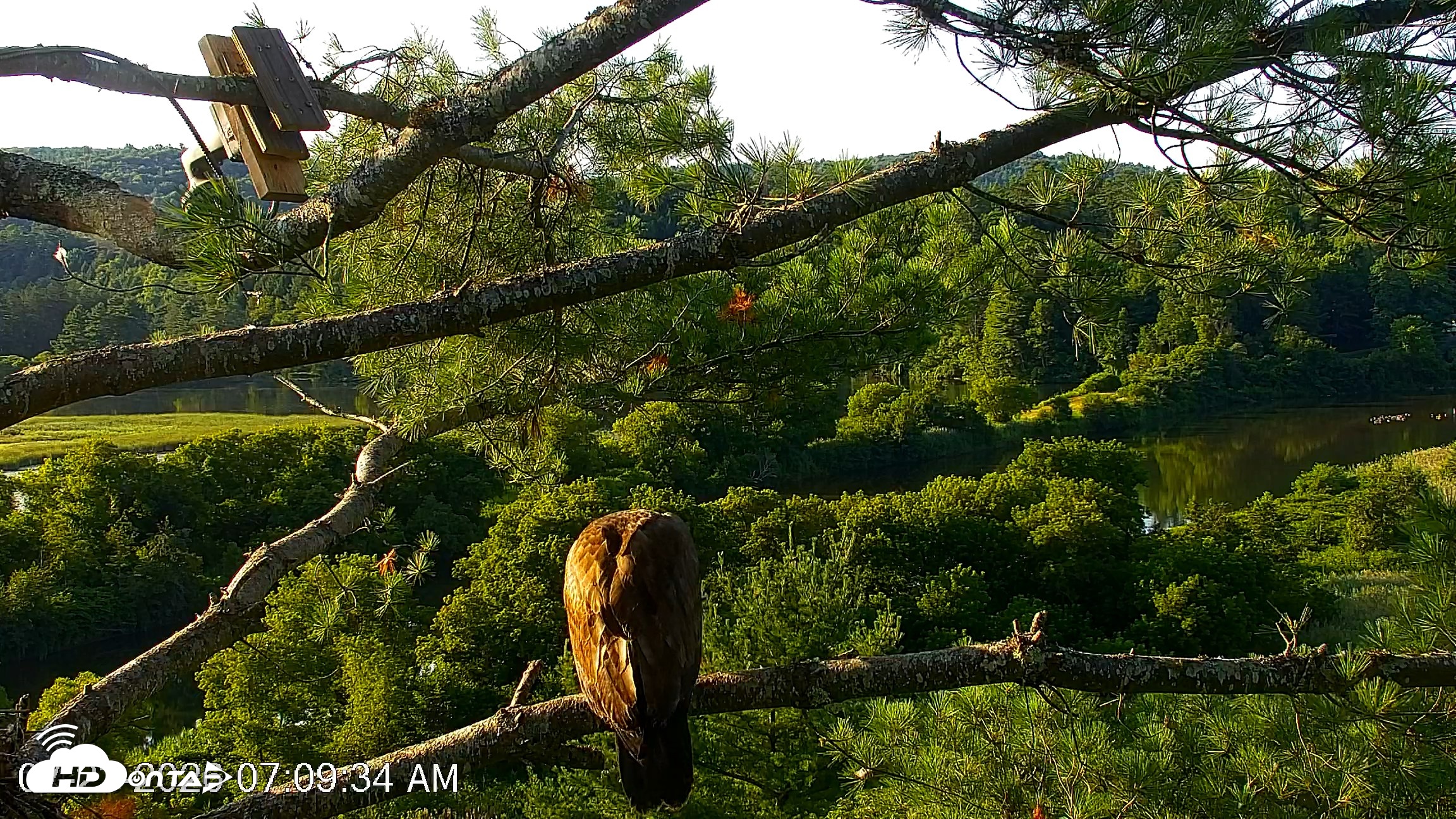 Snapshot of VINS Bald Eagles Nest Live Cams taken Jul 23, 2026, 7:10am EDT