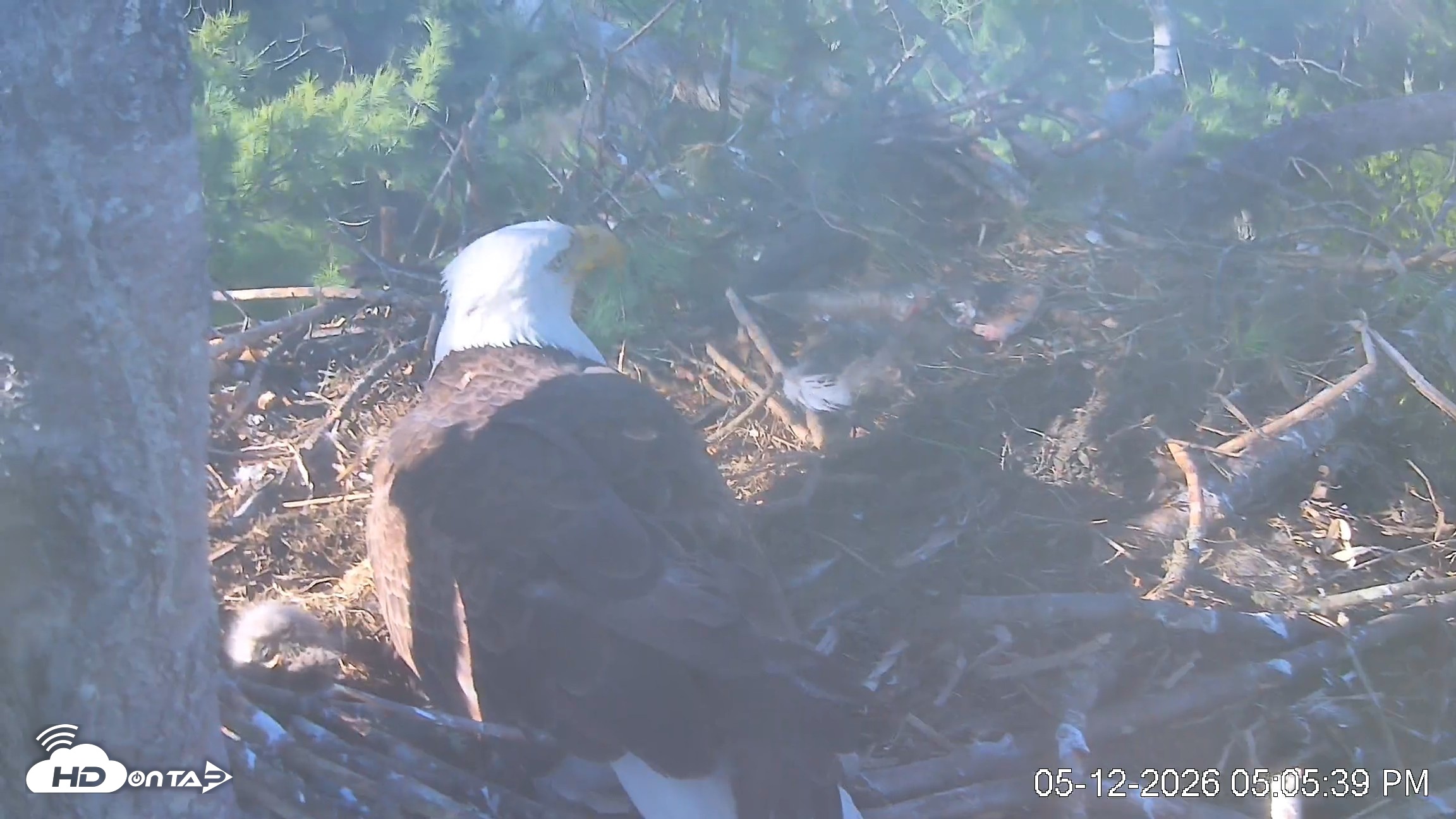 Snapshot of VINS Bald Eagles Nest Live Cams taken May 12, 2026, 5:06pm EDT