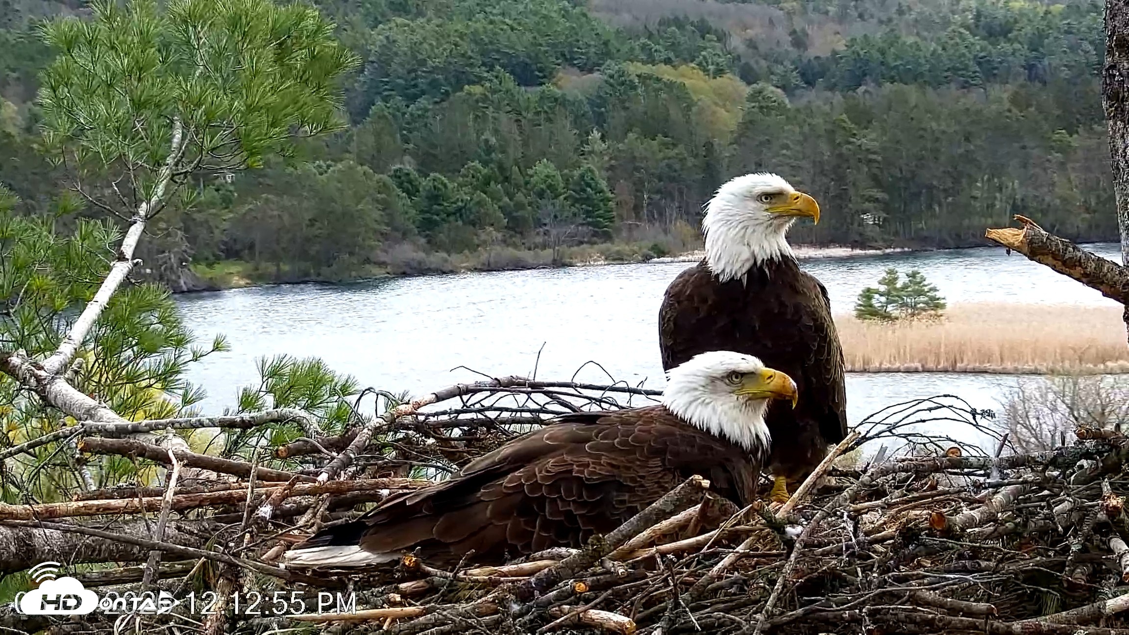 Snapshot of VINS Bald Eagles Nest Live Cams taken May 3, 2026, 12:13pm EDT