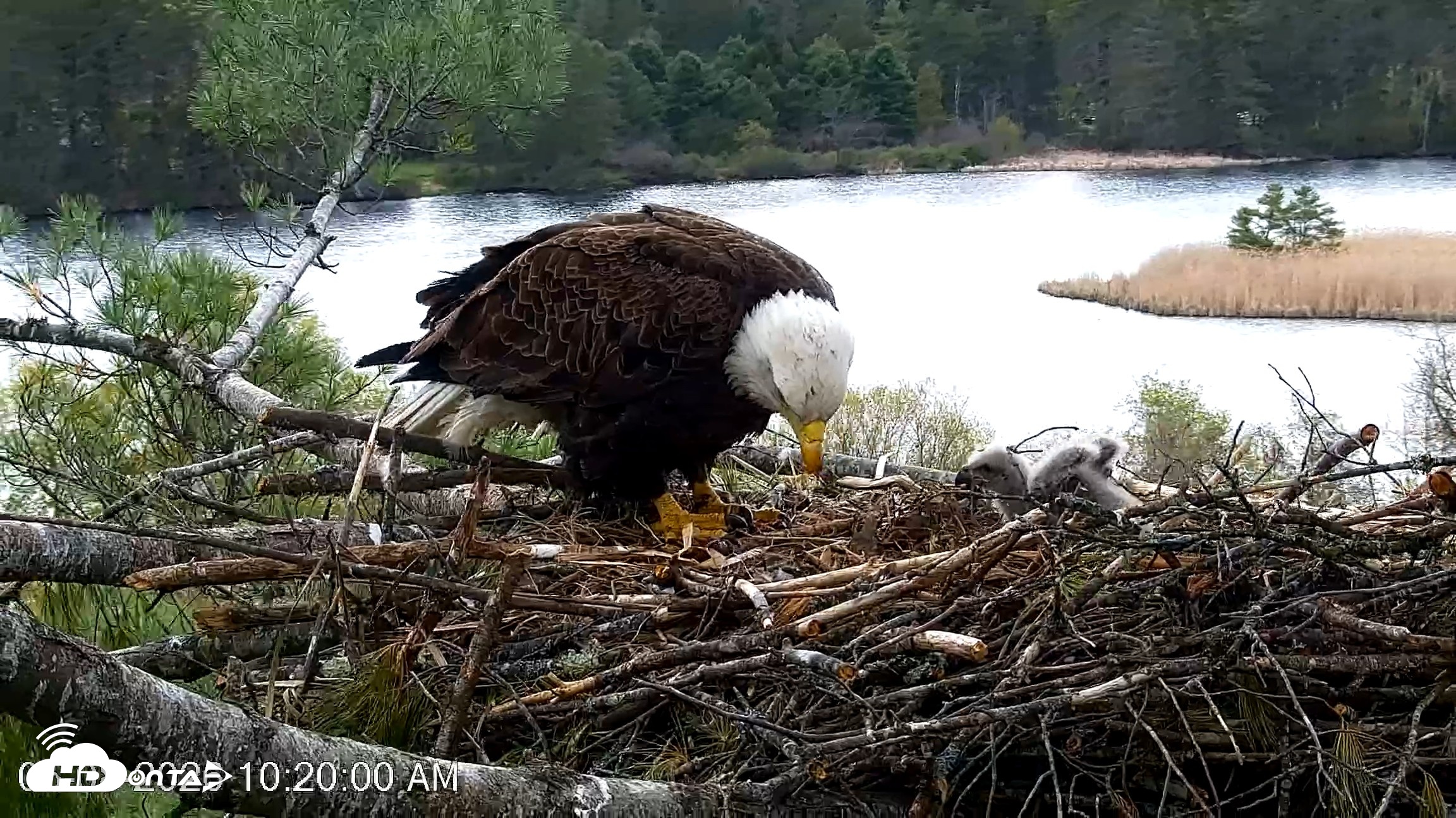 Snapshot of VINS Bald Eagles Nest Live Cams taken May 8, 2026, 10:20am EDT