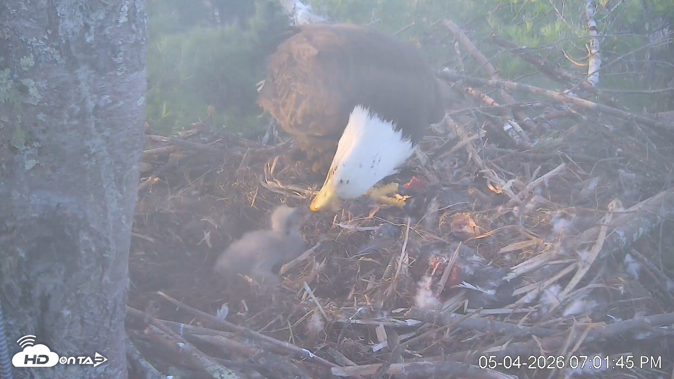 Snapshot of VINS Bald Eagles Nest Live Cams taken May 4, 2026, 7:02pm EDT