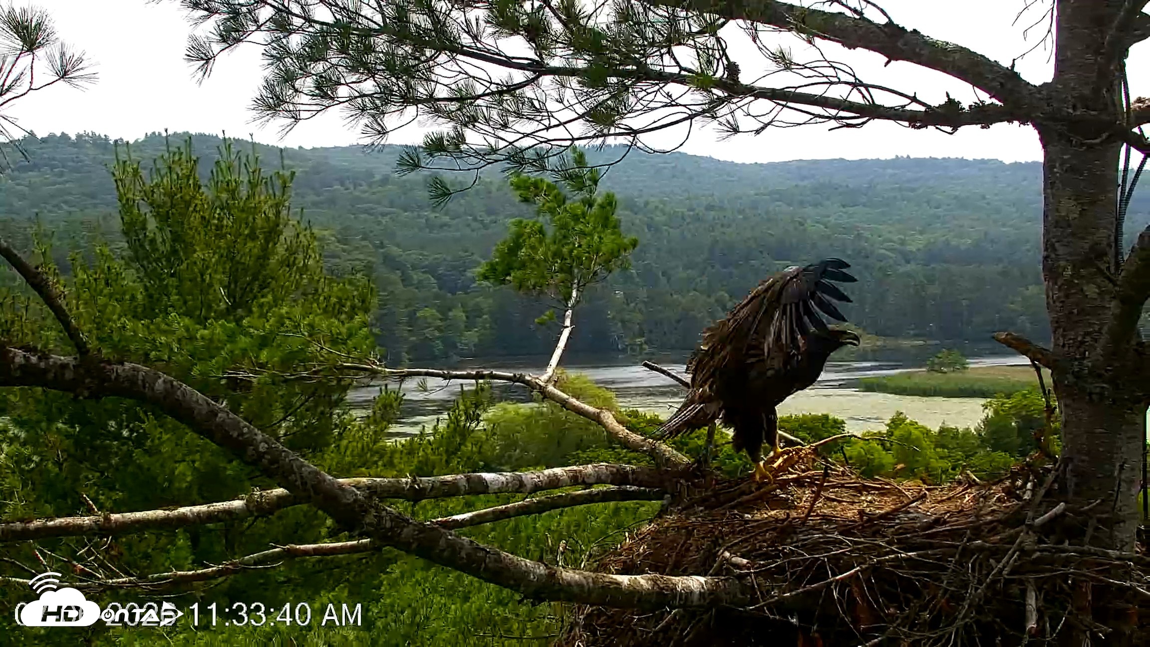 Snapshot of VINS Bald Eagles Nest Live Cams taken Jul 6, 2026, 11:34am EDT