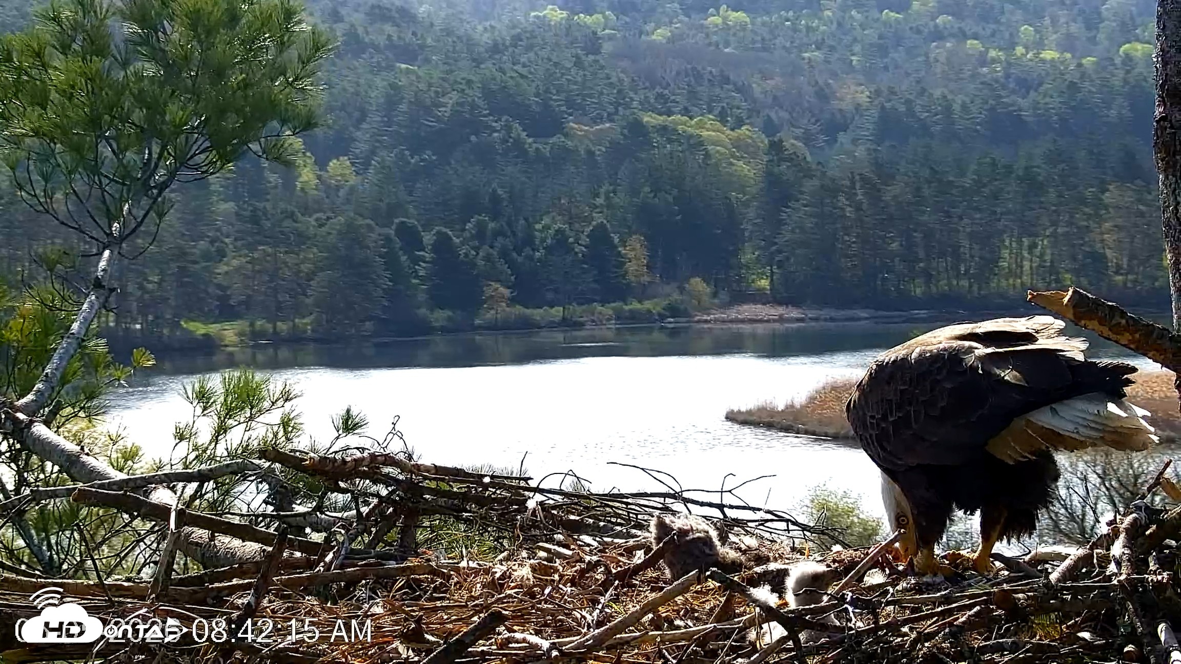 Snapshot of VINS Bald Eagles Nest Live Cams taken May 5, 2026, 8:43am EDT