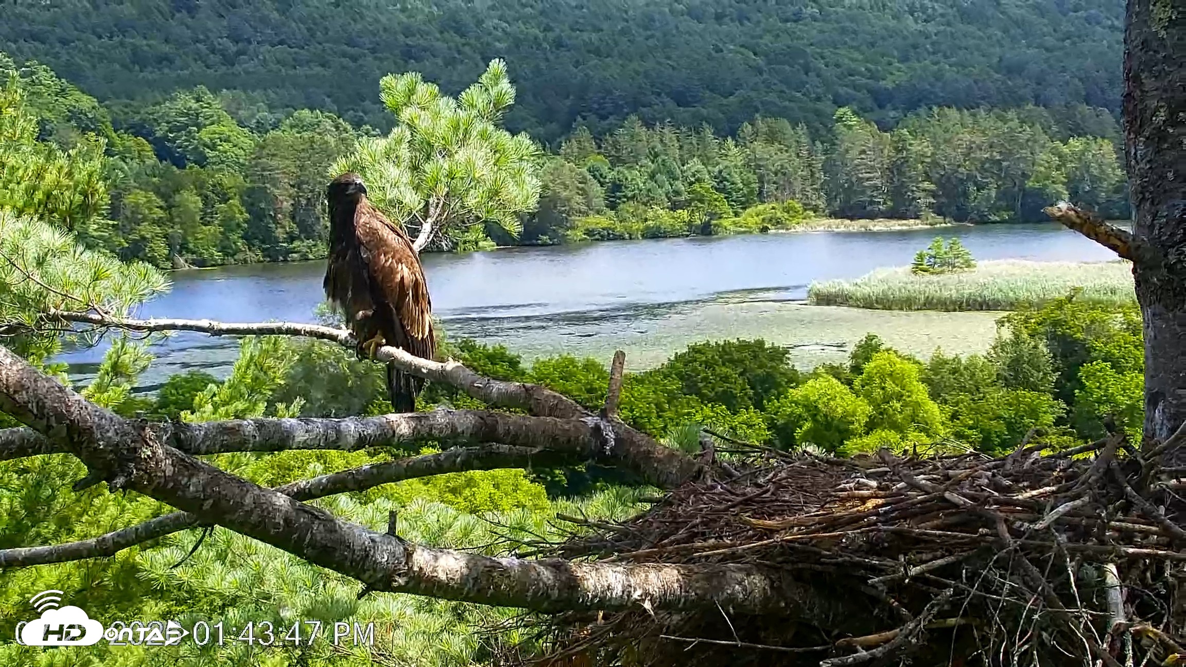 Snapshot of VINS Bald Eagles Nest Live Cams taken Jul 23, 2026, 1:44pm EDT