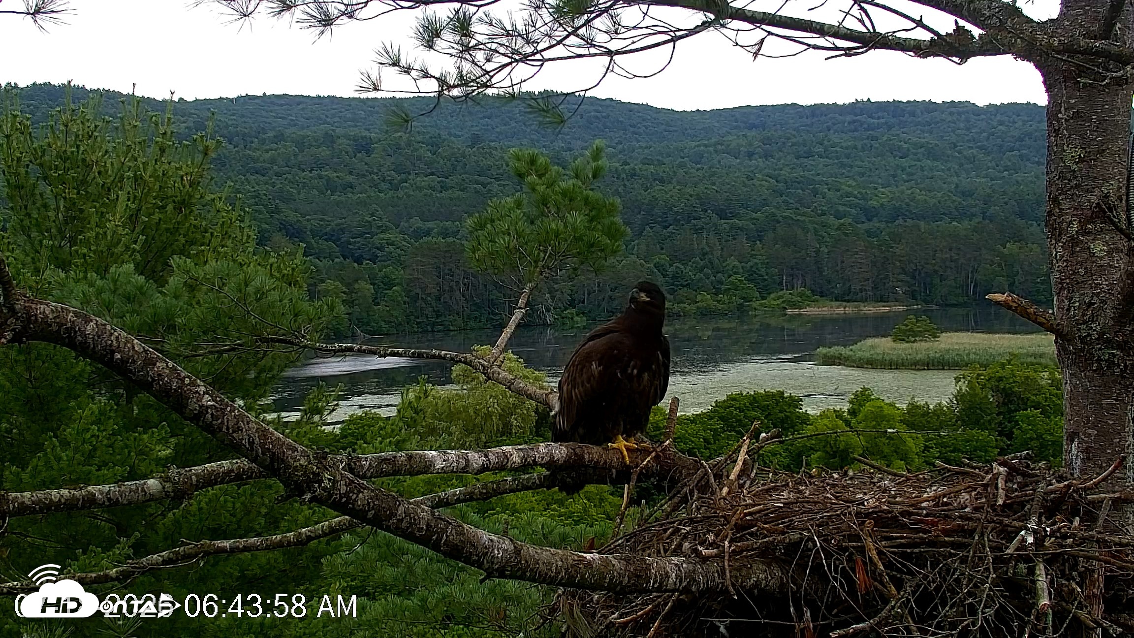 Snapshot of VINS Bald Eagles Nest Live Cams taken Jul 18, 2026, 6:44am EDT