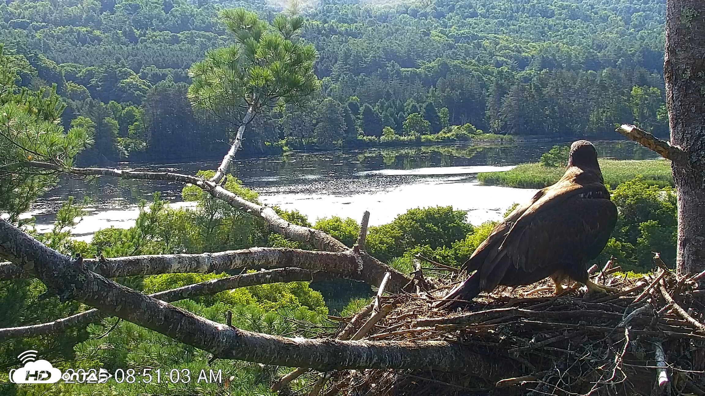 Snapshot of VINS Bald Eagles Nest Live Cams taken Jul 23, 2026, 8:51am EDT