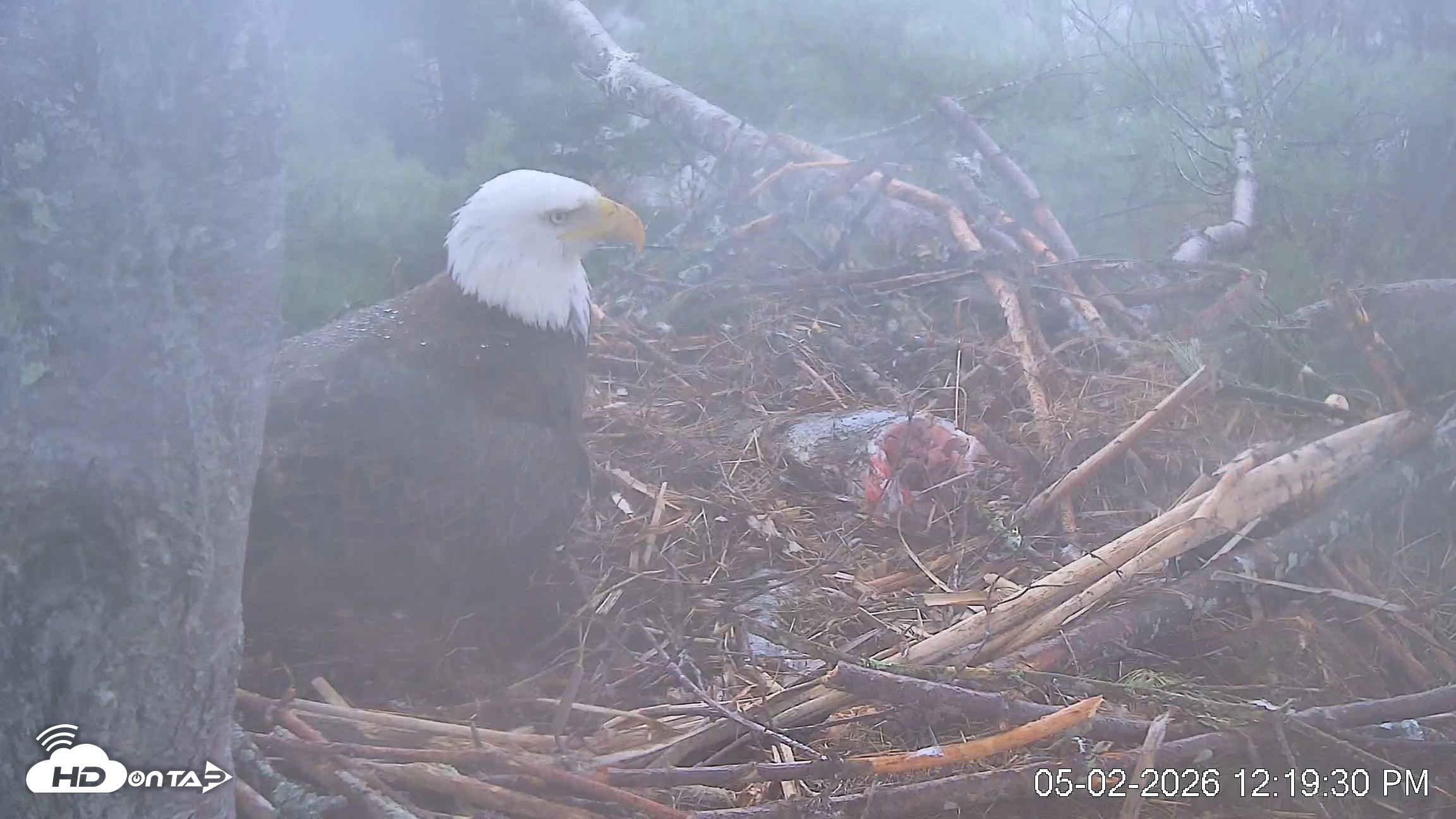 Snapshot of VINS Bald Eagles Nest Live Cams taken May 2, 2026, 12:20pm EDT