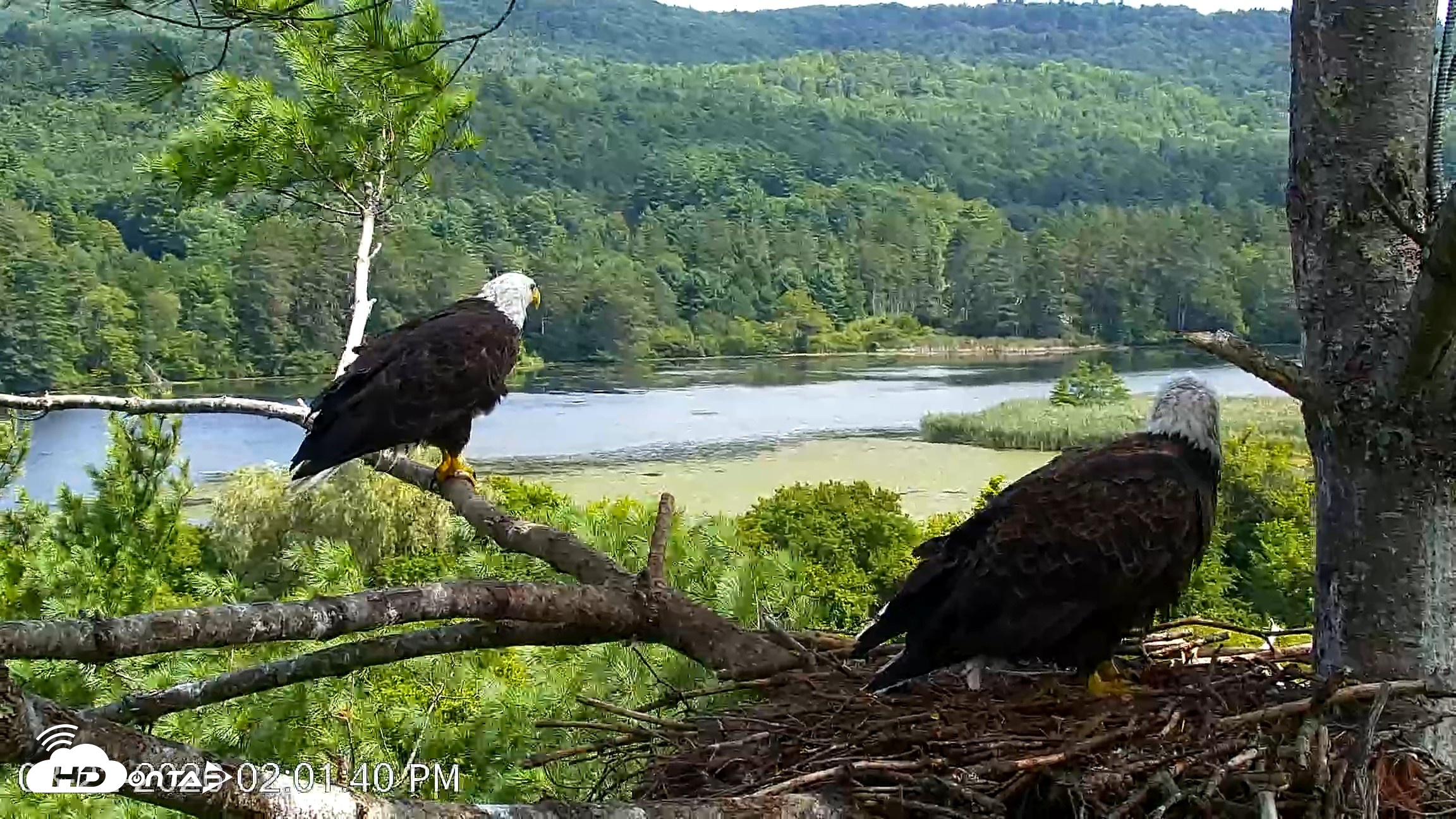 Snapshot of VINS Bald Eagles Nest Live Cams taken Aug 22, 2026, 2:02pm EDT
