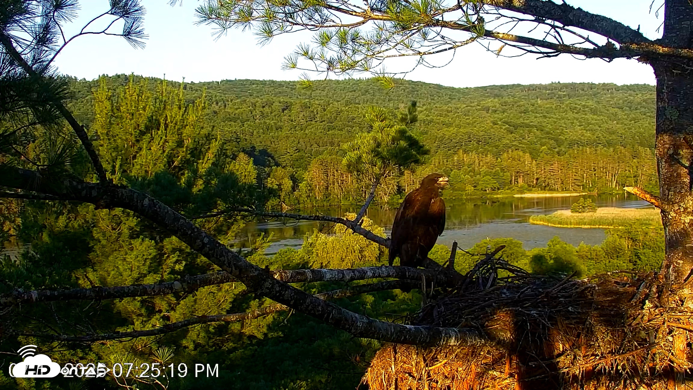 Snapshot of VINS Bald Eagles Nest Live Cams taken Jul 11, 2026, 7:25pm EDT