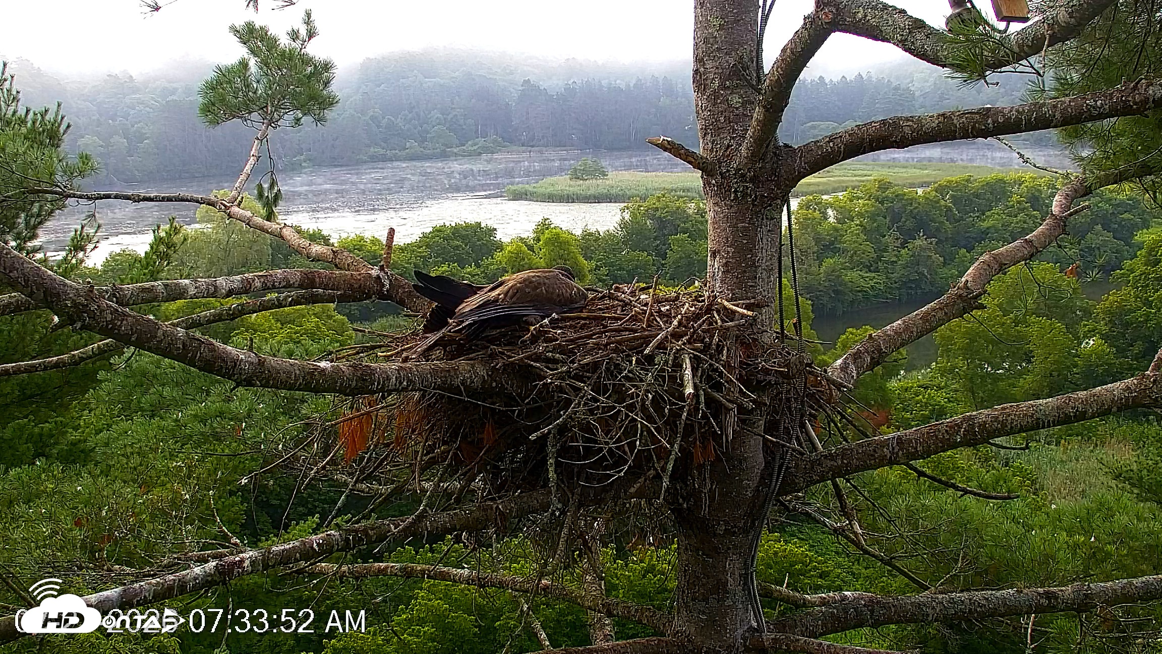 Snapshot of VINS Bald Eagles Nest Live Cams taken Jul 27, 2026, 7:34am EDT