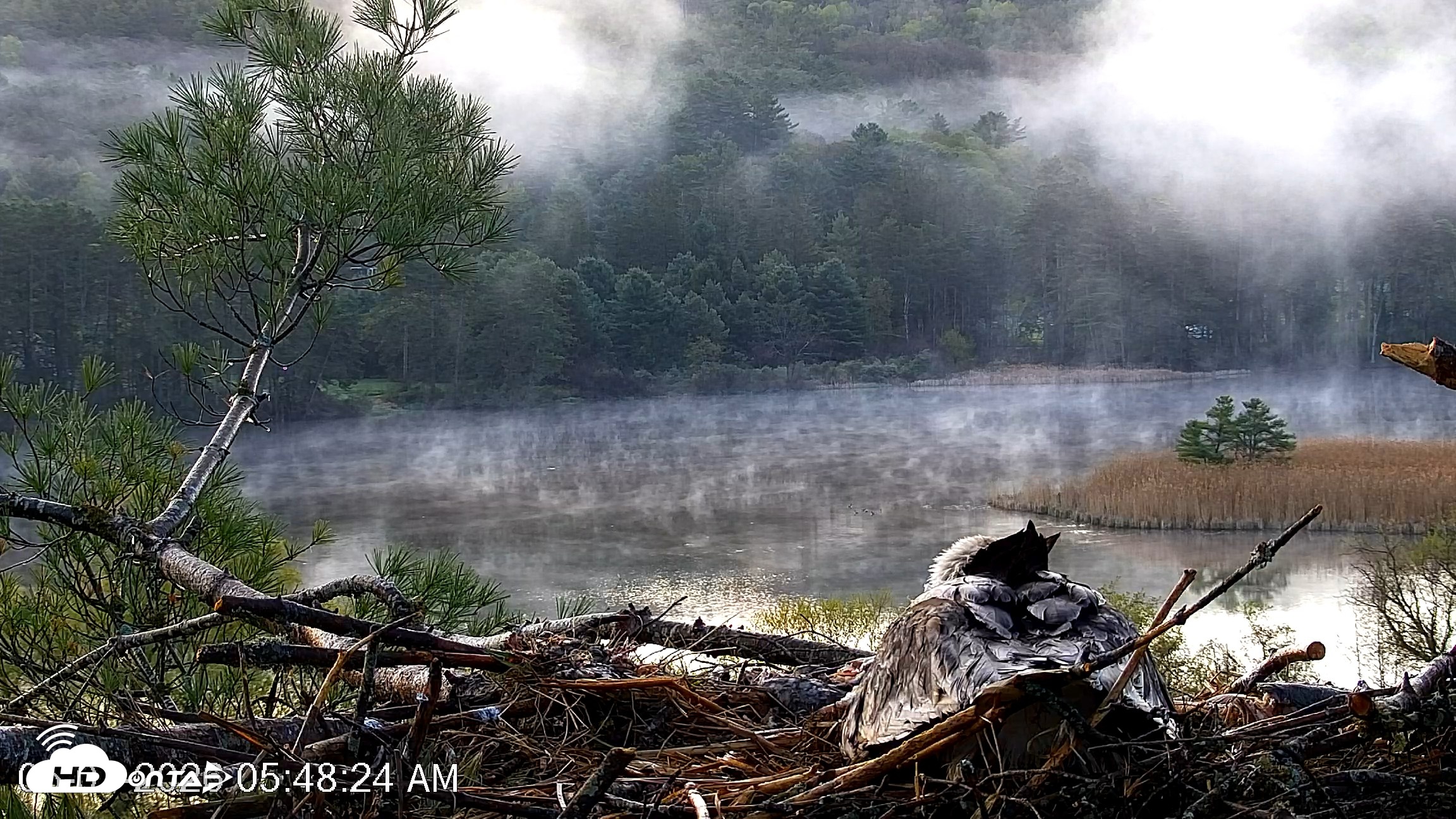 Snapshot of VINS Bald Eagles Nest Live Cams taken May 7, 2026, 5:49am EDT