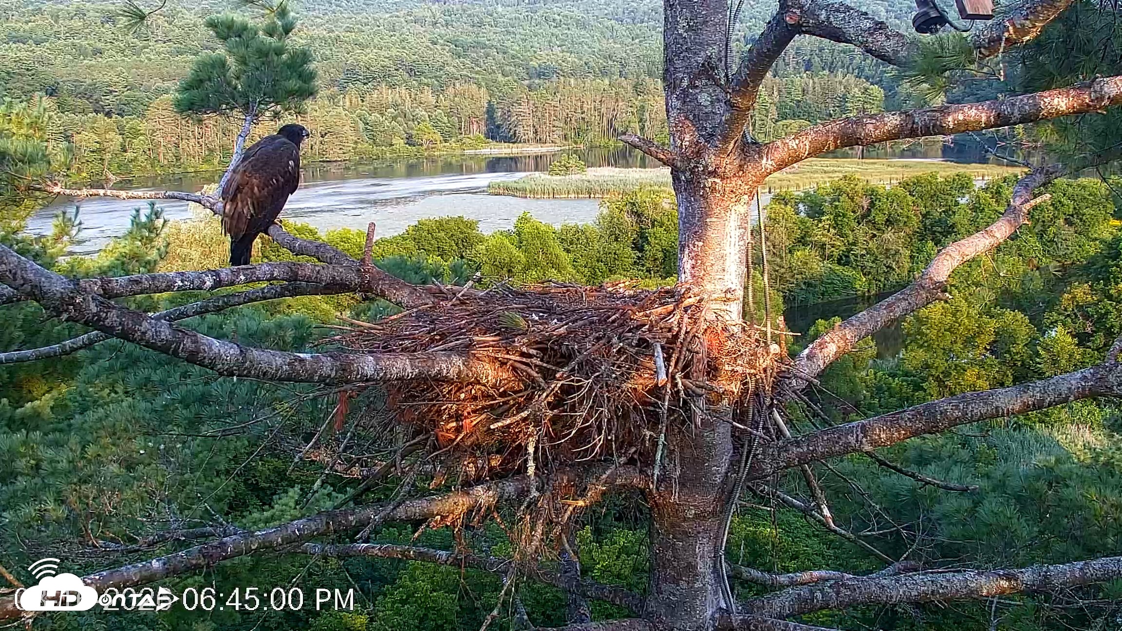 Snapshot of VINS Bald Eagles Nest Live Cams taken Aug 16, 2026, 6:45pm EDT