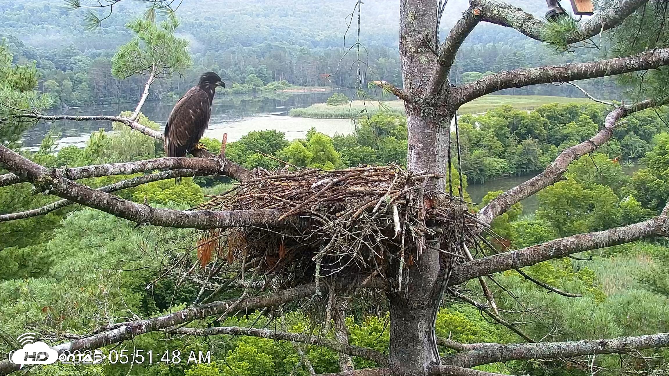 Snapshot of VINS Bald Eagles Nest Live Cams taken Jul 29, 2026, 5:52am EDT