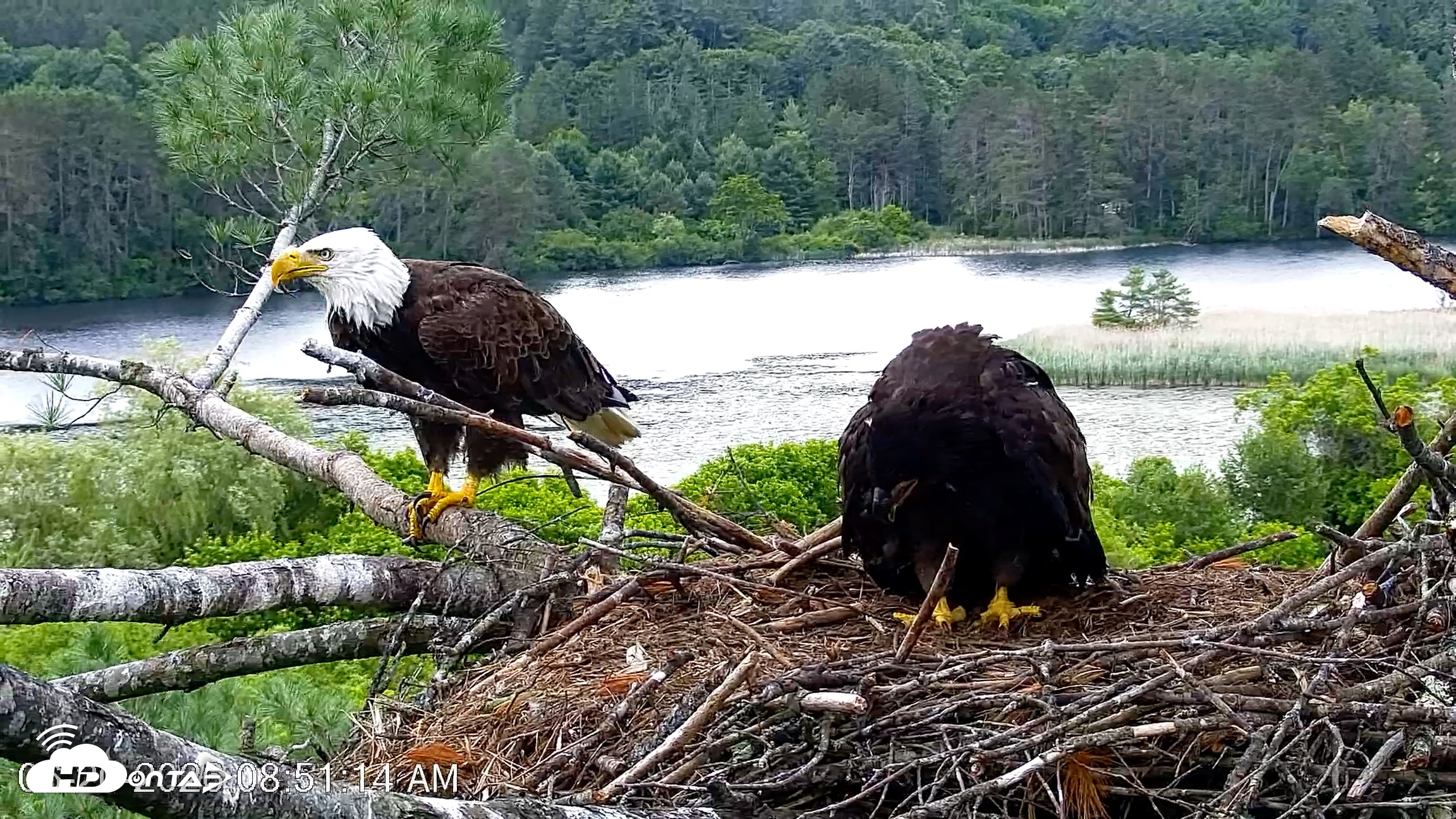 Snapshot of VINS Bald Eagles Nest Live Cams taken Jun 20, 2026, 8:52am EDT
