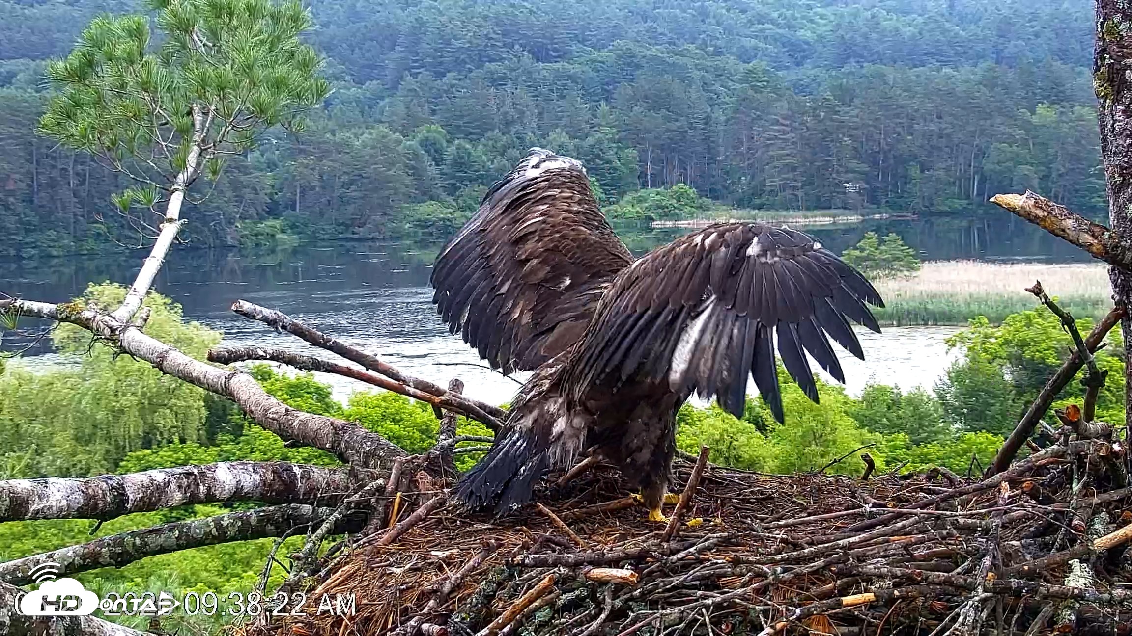 Snapshot of VINS Bald Eagles Nest Live Cams taken Jun 26, 2026, 9:38am EDT