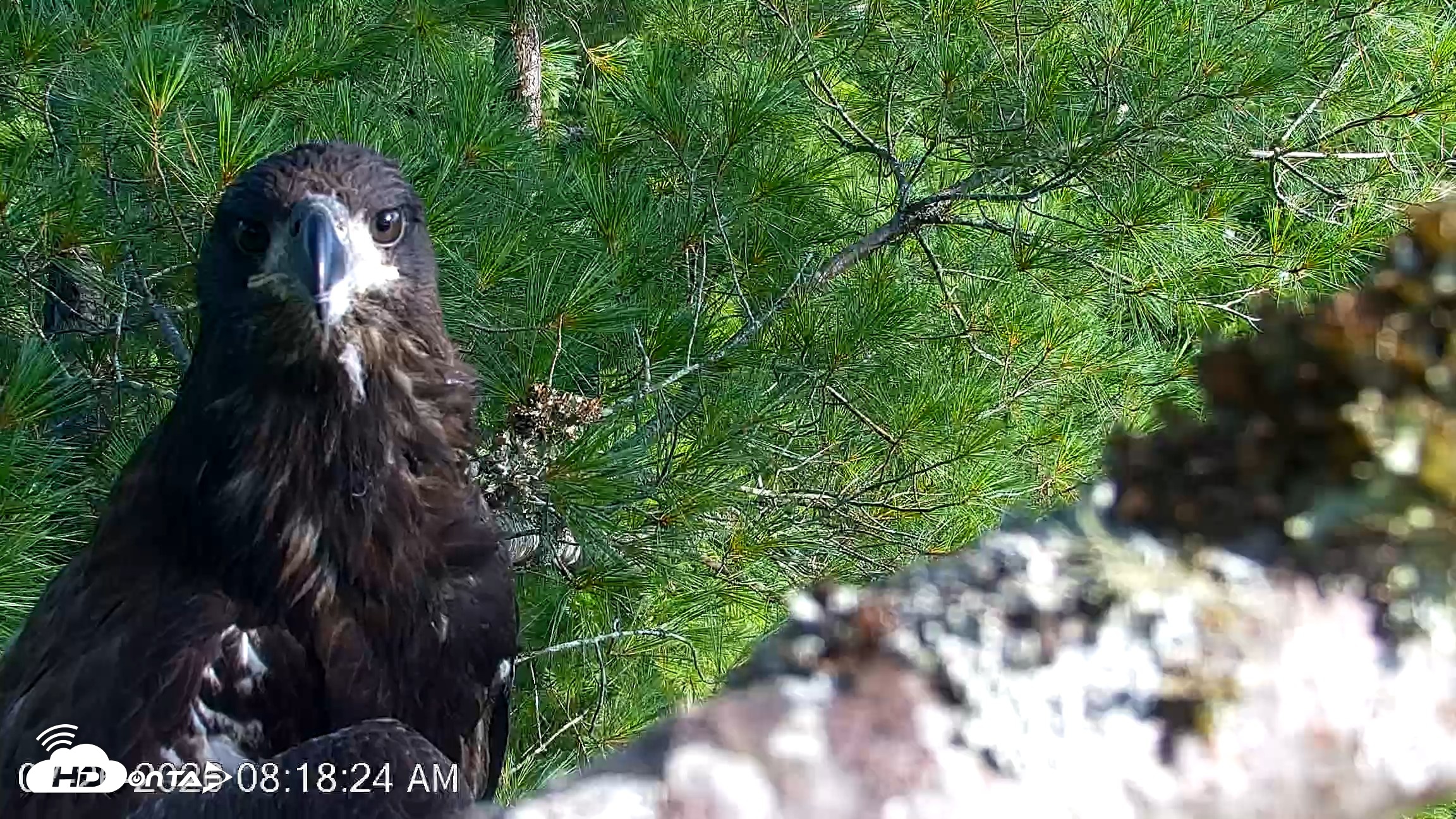 Snapshot of VINS Bald Eagles Nest Live Cams taken Jul 26, 2026, 8:19am EDT