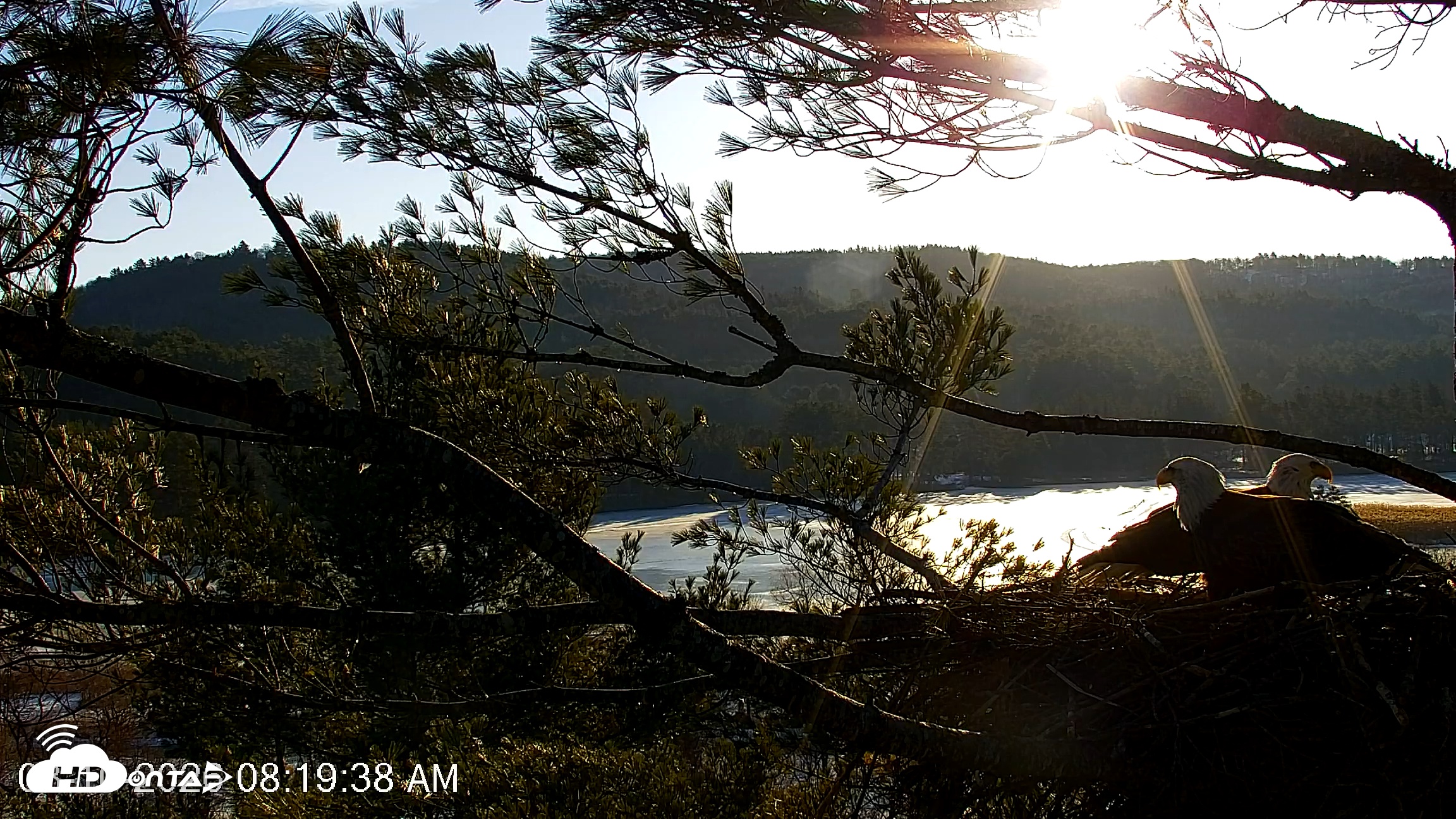 Snapshot of VINS Bald Eagles Nest Live Cams taken Mar 10, 2026, 8:20am EDT