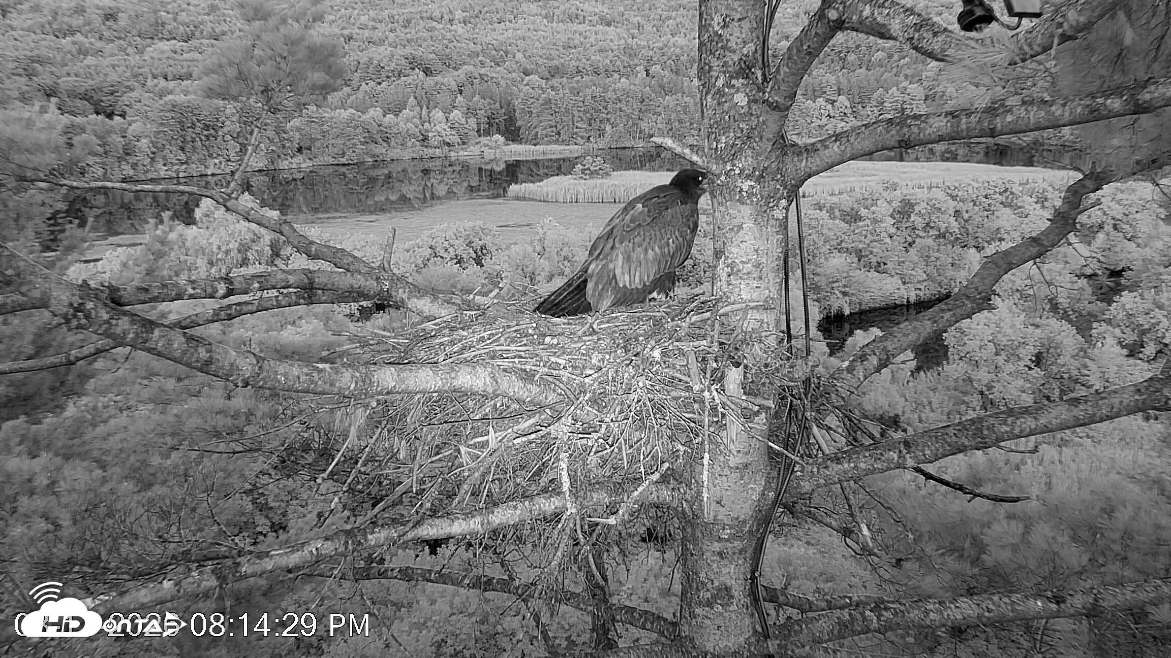 Snapshot of VINS Bald Eagles Nest Live Cams taken Aug 11, 2026, 8:15pm EDT