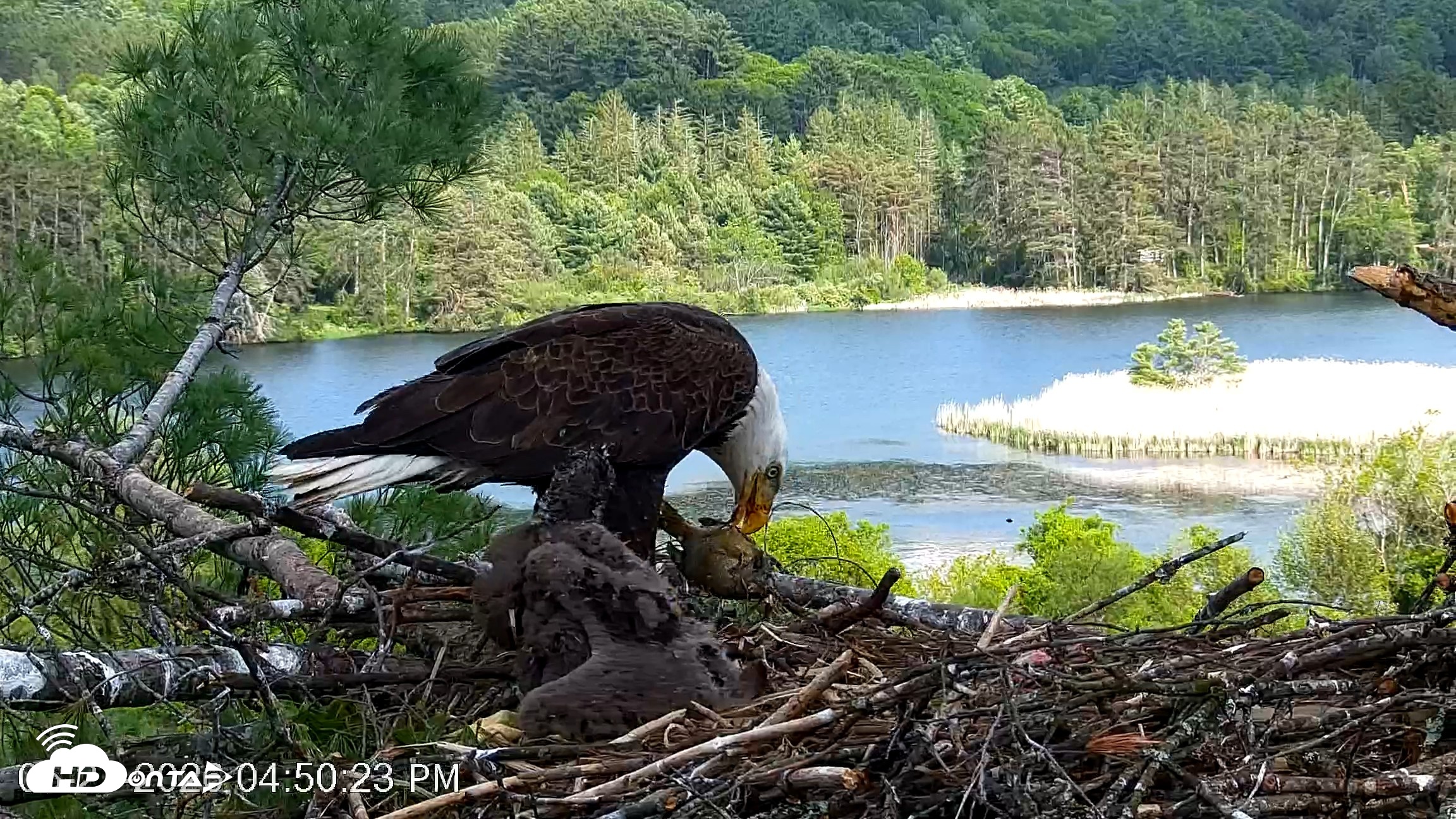 Snapshot of VINS Bald Eagles Nest Live Cams taken May 27, 2026, 4:51pm EDT