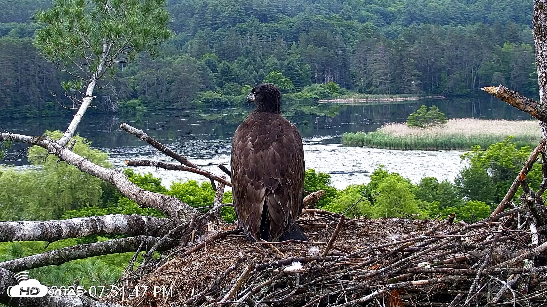 Snapshot of VINS Bald Eagles Nest Live Cams taken Jun 25, 2026, 7:52pm EDT