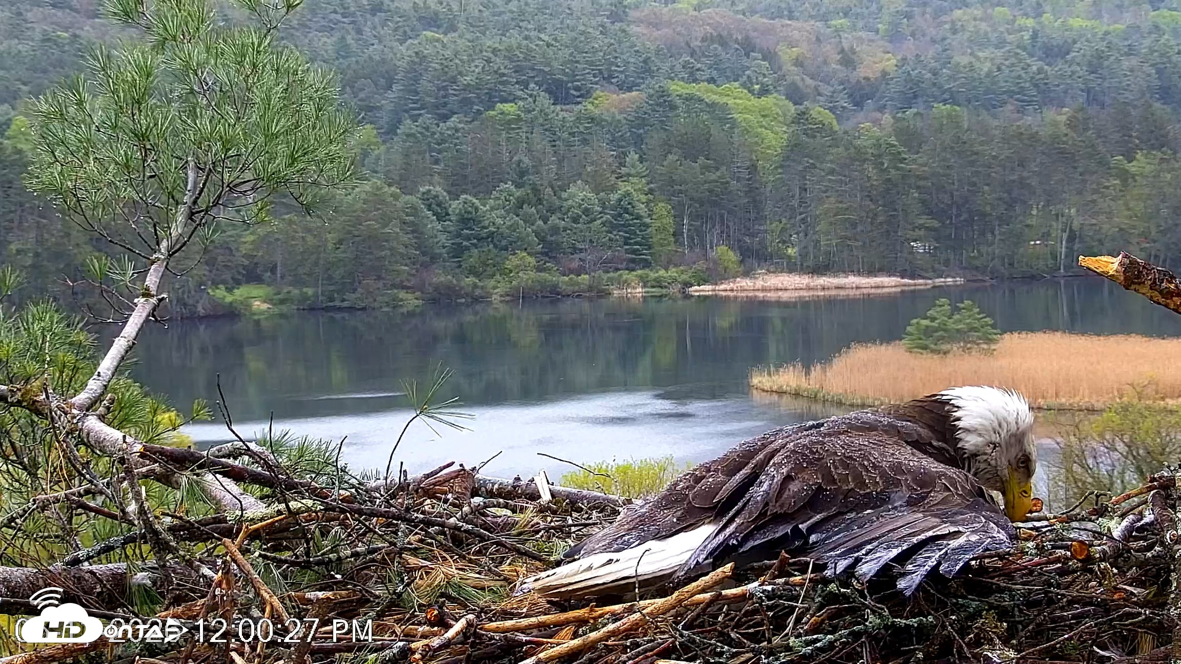 Snapshot of VINS Bald Eagles Nest Live Cams taken May 13, 2026, 12:01pm EDT