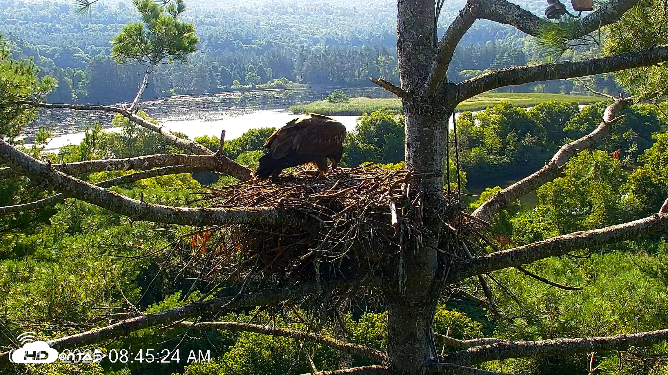 Snapshot of VINS Bald Eagles Nest Live Cams taken Aug 12, 2026, 8:46am EDT