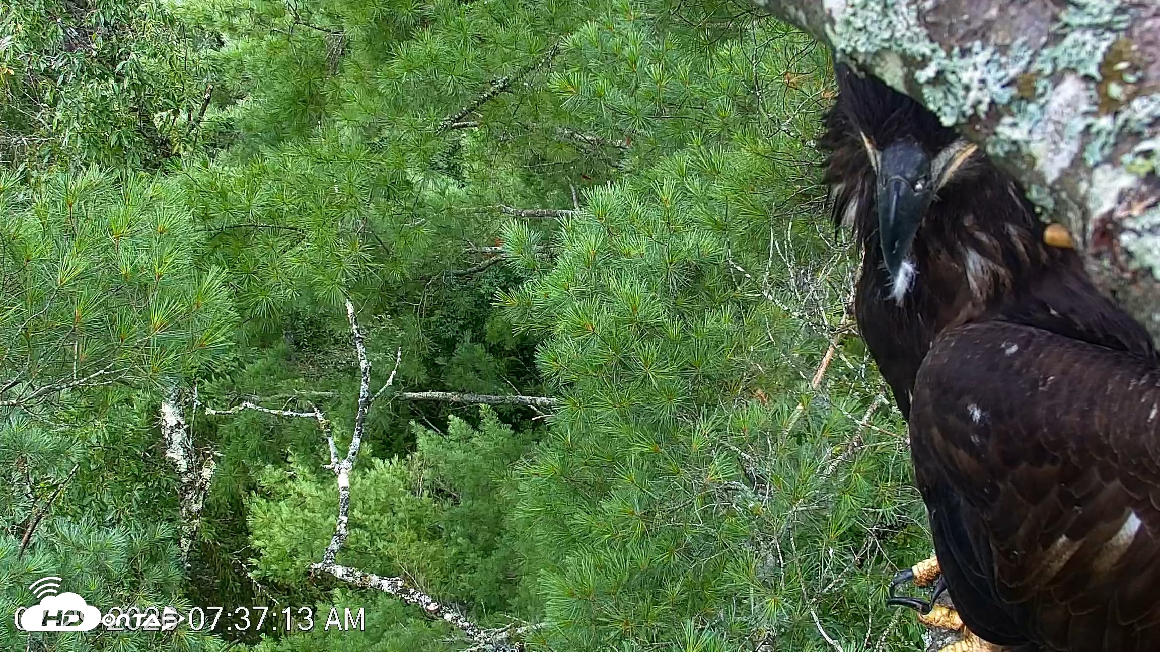 Snapshot of VINS Bald Eagles Nest Live Cams taken Jul 29, 2026, 7:38am EDT