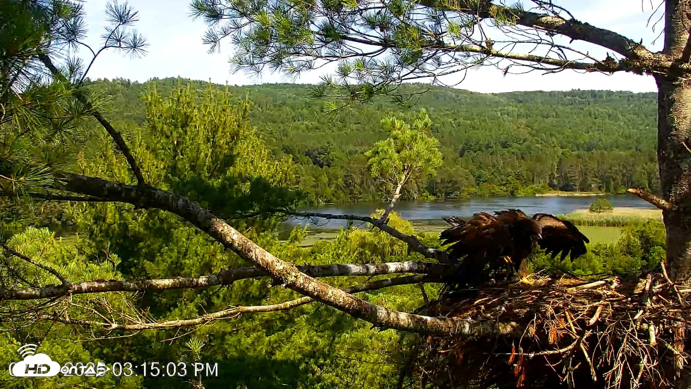 Snapshot of VINS Bald Eagles Nest Live Cams taken Jul 13, 2026, 3:16pm EDT