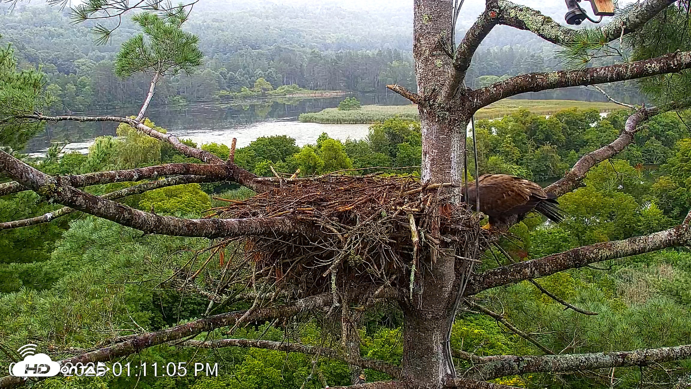Snapshot of VINS Bald Eagles Nest Live Cams taken Aug 23, 2026, 1:12pm EDT
