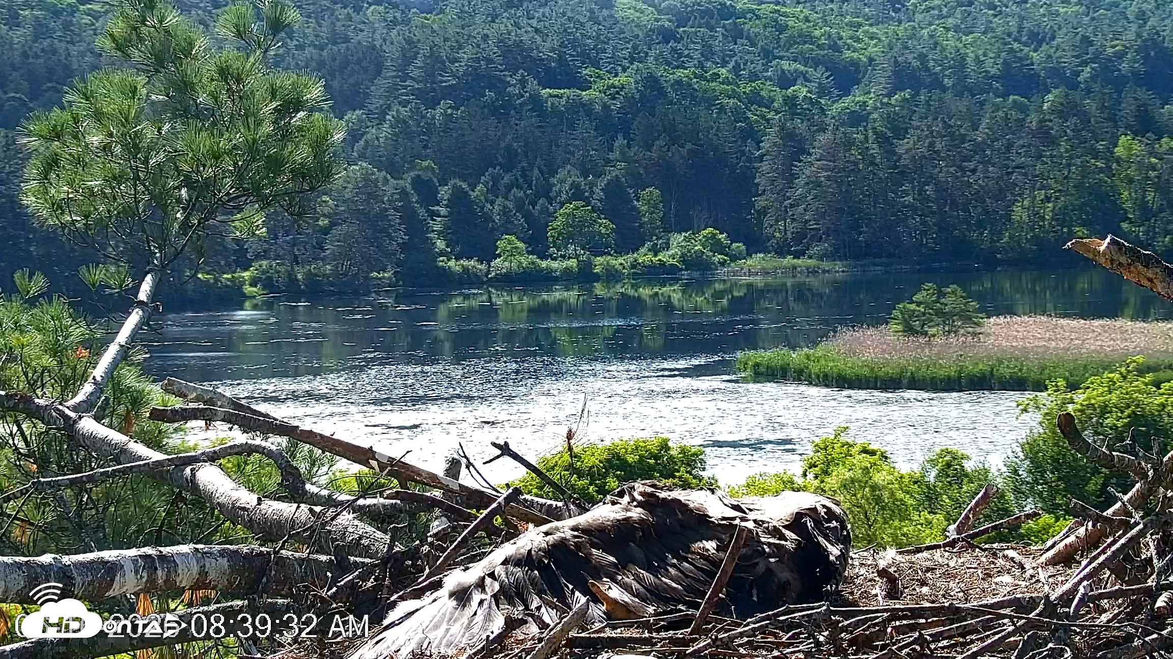 Snapshot of VINS Bald Eagles Nest Live Cams taken Jun 16, 2026, 8:40am EDT