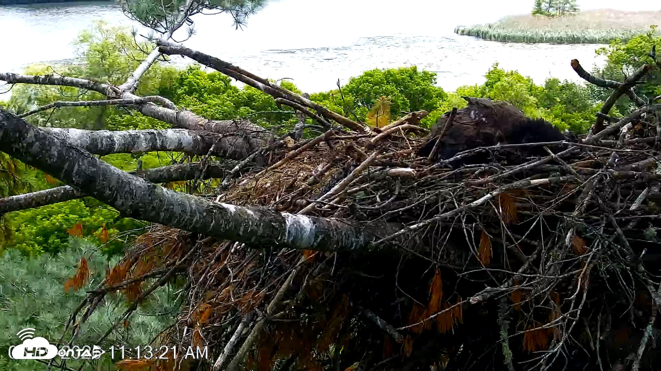 Snapshot of VINS Bald Eagles Nest Live Cams taken Jun 19, 2026, 11:14am EDT