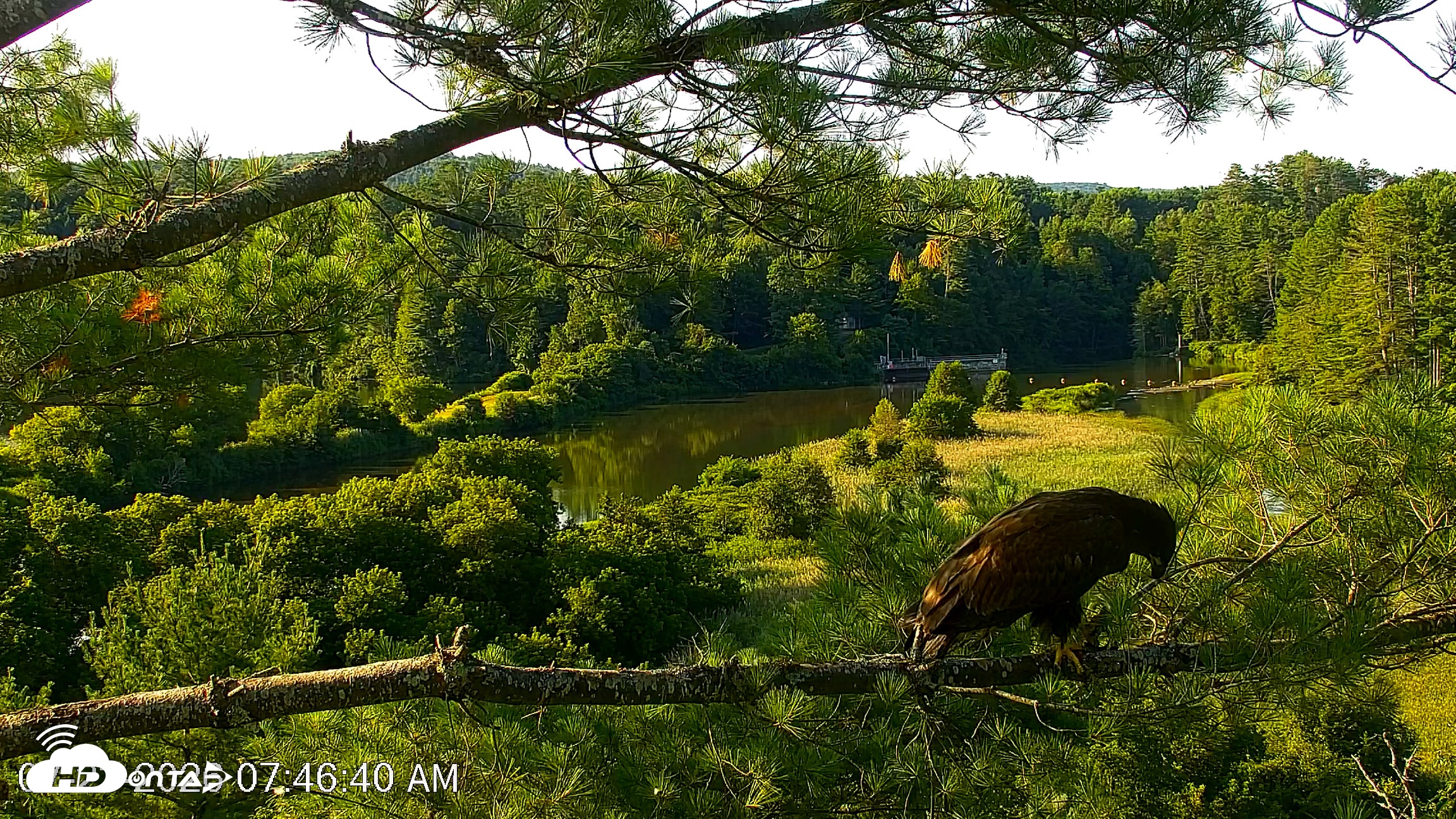 Snapshot of VINS Bald Eagles Nest Live Cams taken Jul 23, 2026, 7:47am EDT