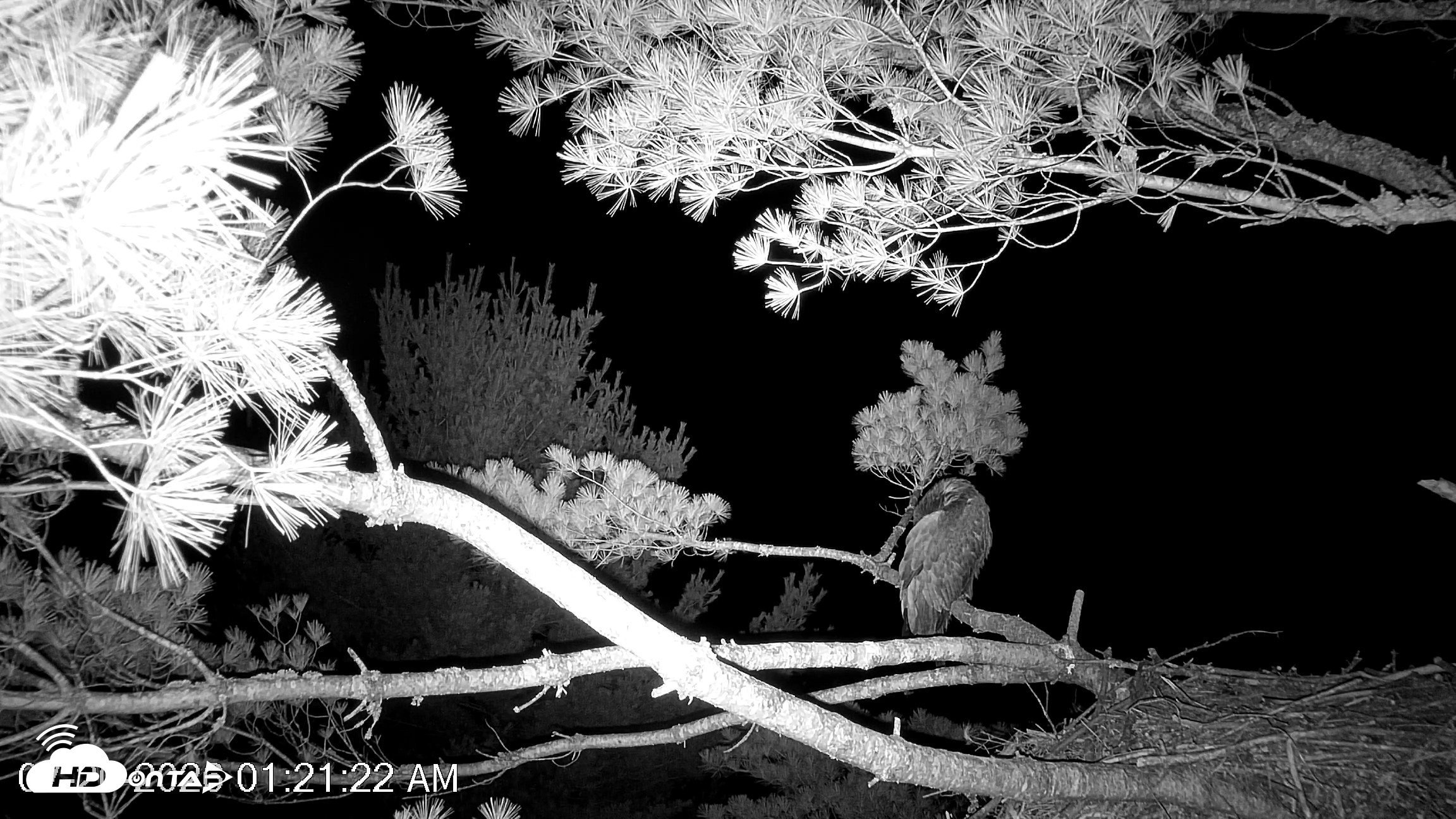 Snapshot of VINS Bald Eagles Nest Live Cams taken Jul 20, 2026, 1:22am EDT