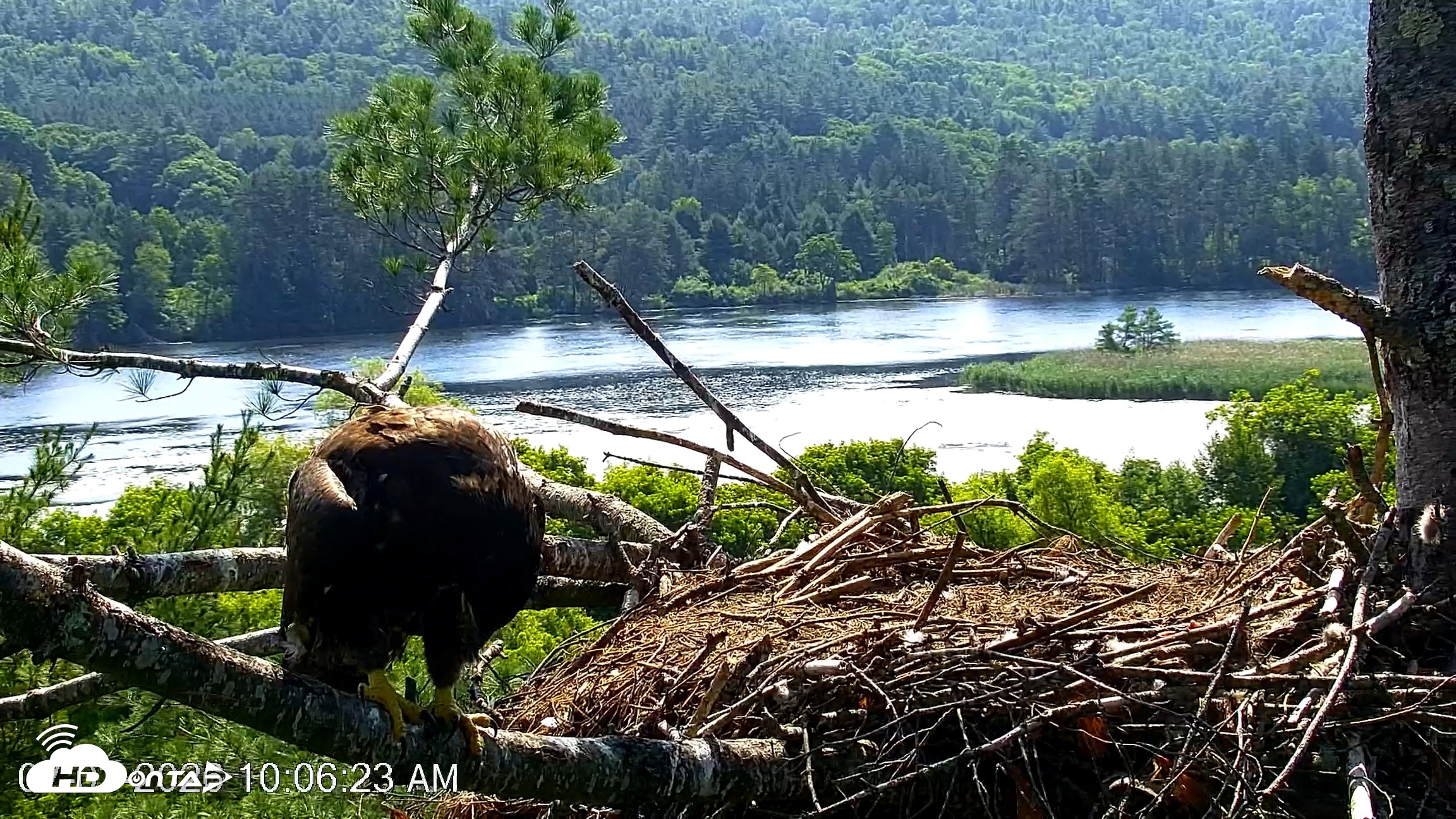Snapshot of VINS Bald Eagles Nest Live Cams taken Jul 3, 2026, 10:07am EDT