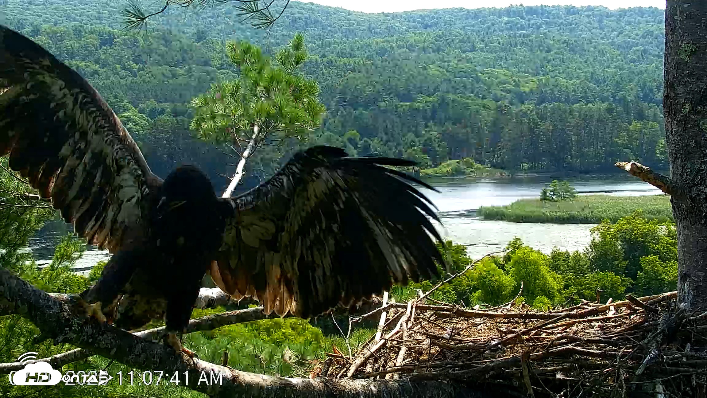 Snapshot of VINS Bald Eagles Nest Live Cams taken Jul 20, 2026, 11:08am EDT